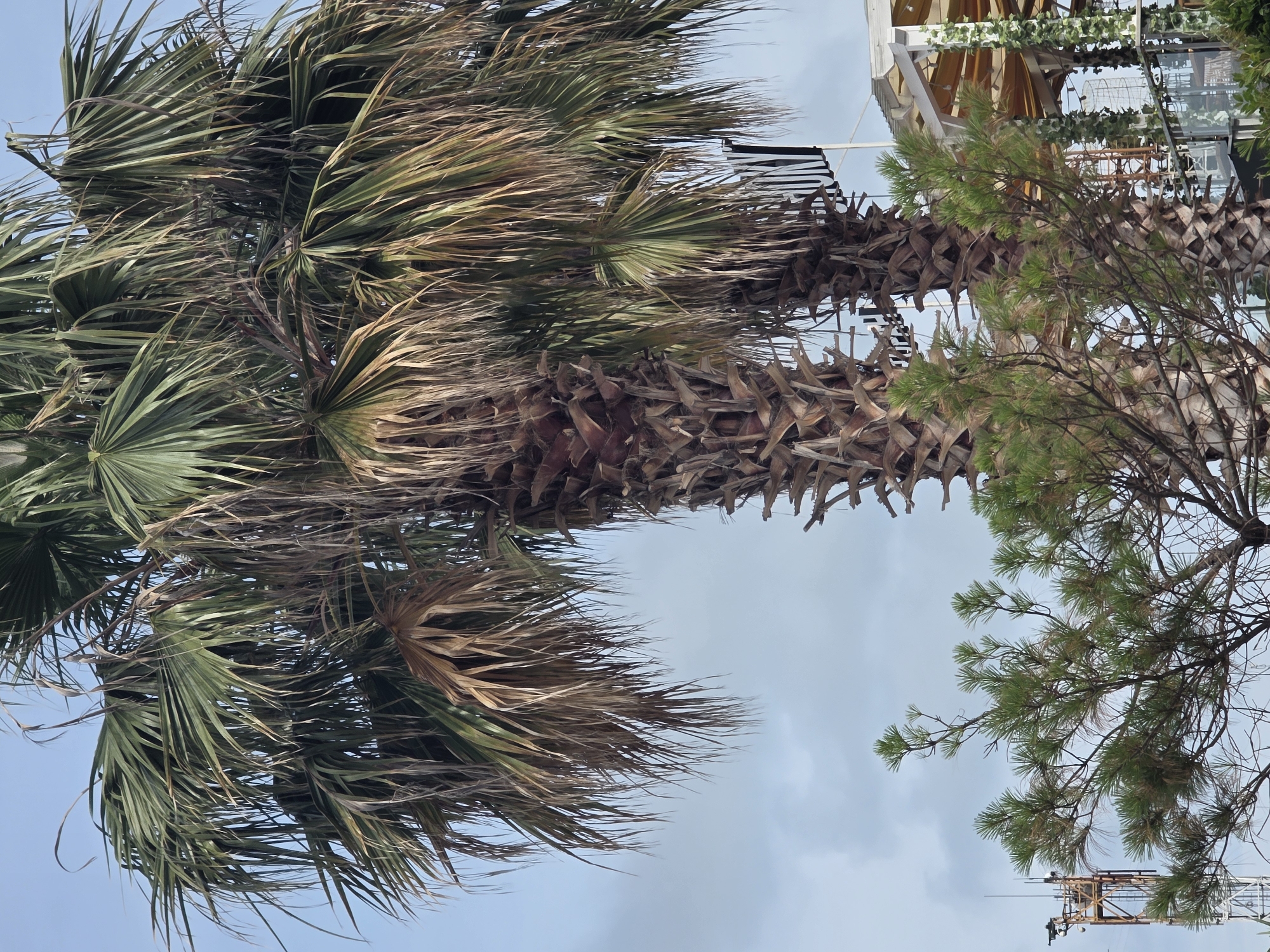 The image depicts two palm trees in the foreground against a cloudy sky. A pine tree with green needles is visible in front of the palm trees. In the background, there is a modern building with a white roof structure, and to the left, a tall metal tower with some equipment on it. The scene appears to be outdoors, possibly in a coastal or resort area, which is consistent with the city of Sochi, Russia, known for its subtropical climate and palm trees. There are no people visible in the image.