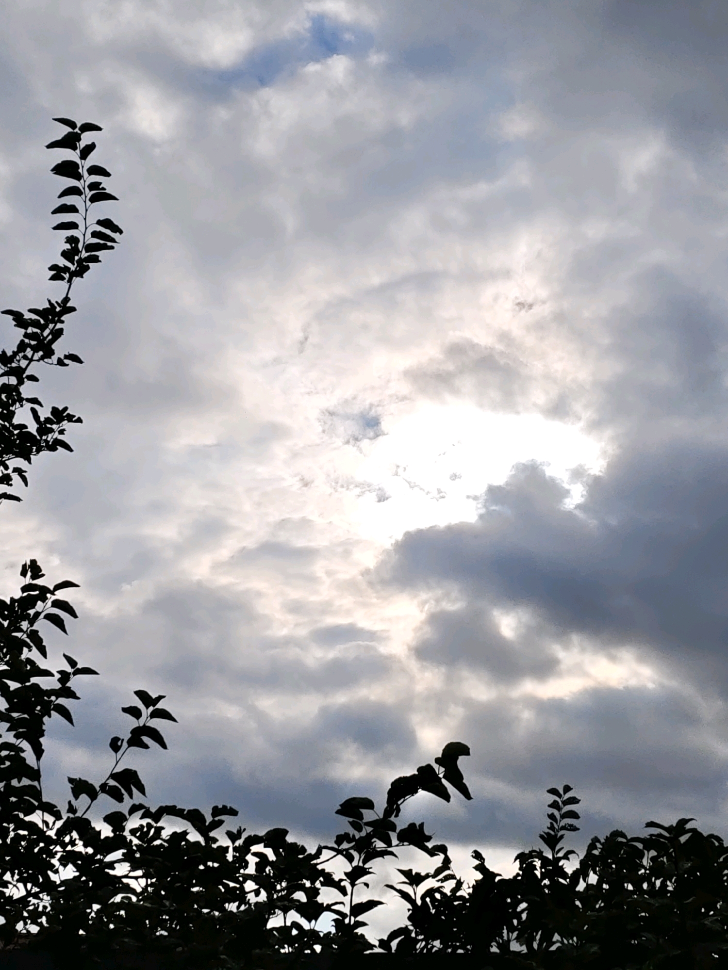 The image shows a view of a cloudy sky with a patch of sunlight breaking through. Silhouetted against the sky are the branches and leaves of trees and bushes at the bottom of the frame. The scene depicts an outdoor environment, likely in a park or garden, with natural elements dominating the composition. There are no people or specific landmarks visible that would indicate a particular location within Rostov-on-Don, Russia. The lighting suggests it might be late afternoon or early evening, with the sun low in the sky.