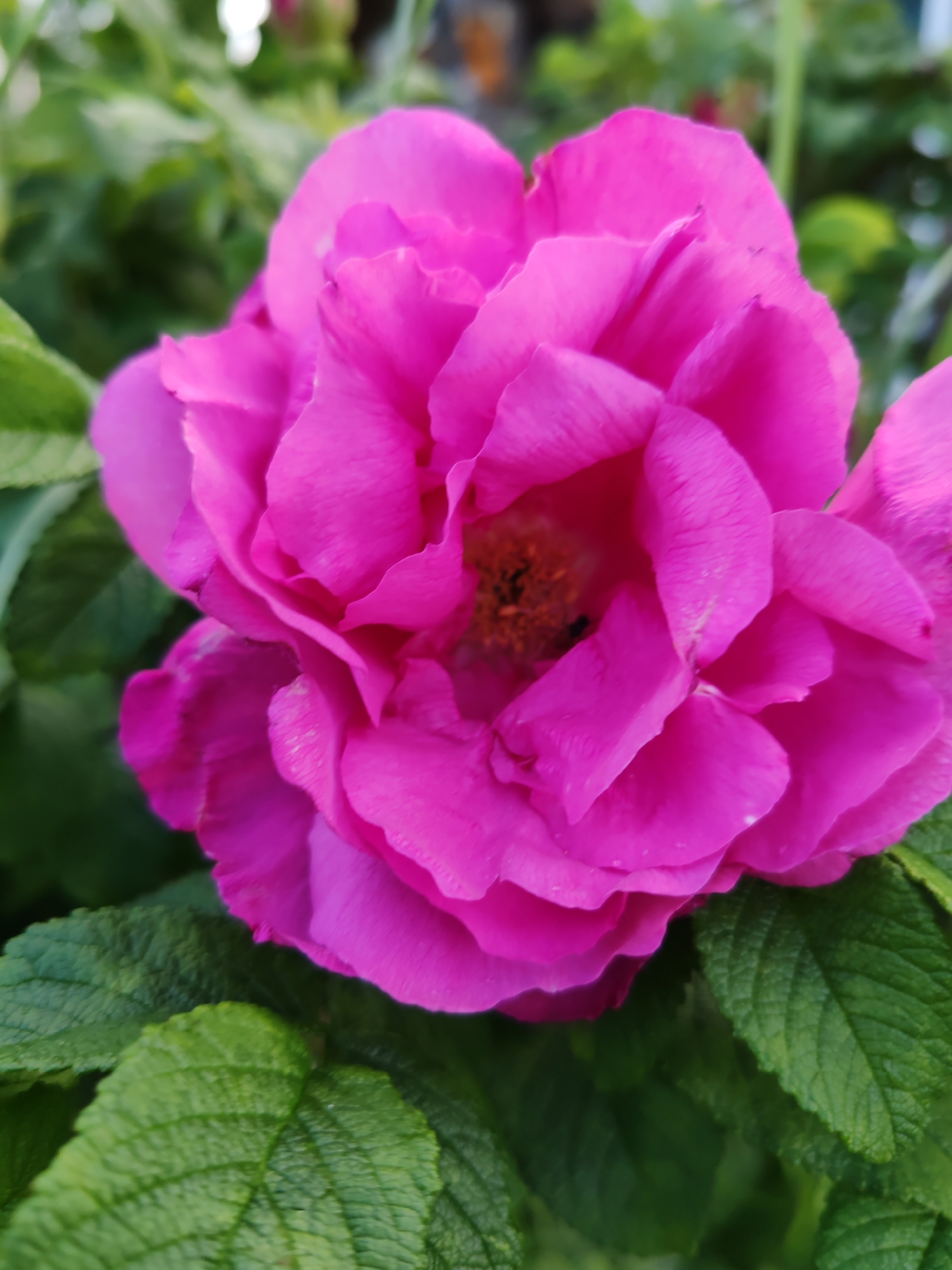 A close-up, eye-level shot focuses on a vibrant pink rose. The rose is in full bloom, with numerous petals layered and slightly ruffled, displaying a rich fuchsia hue. The center of the rose is darker, with visible stamens and what appears to be a small insect. Surrounding the rose are lush, green leaves with textured surfaces and serrated edges. The background is softly blurred, composed of more green foliage and hints of lighter, out-of-focus elements, possibly suggesting an outdoor garden setting. The lighting appears natural, indicating it could be daytime, possibly morning or afternoon, with soft, diffused light that highlights the rose's texture and color. There is no visible text in the image. The overall impression is one of natural beauty and the simple elegance of a blooming flower.