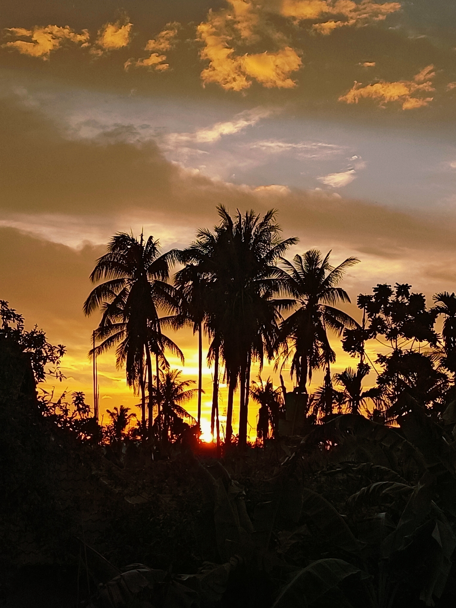 This is a silhouetted landscape image captured at dusk in Blang Cut, Indonesia. The scene is dominated by the dramatic sky, which displays a vibrant gradient of orange, yellow, and dusky purple hues, with scattered clouds catching the last light of the setting sun. In the foreground, a dense cluster of palm trees stands in dark silhouette against the bright sky, their fronds creating intricate patterns. To the left and right, other trees and foliage are also rendered as dark shapes, partially obscuring the view of the sun, which is visible as a bright, small orb peeking through the palm fronds. The lower portion of the image shows a dark, indistinct ground level, suggesting lush vegetation or undergrowth. There are no people or animals visible in the frame. The overall impression is one of tropical tranquility as day transitions into night.