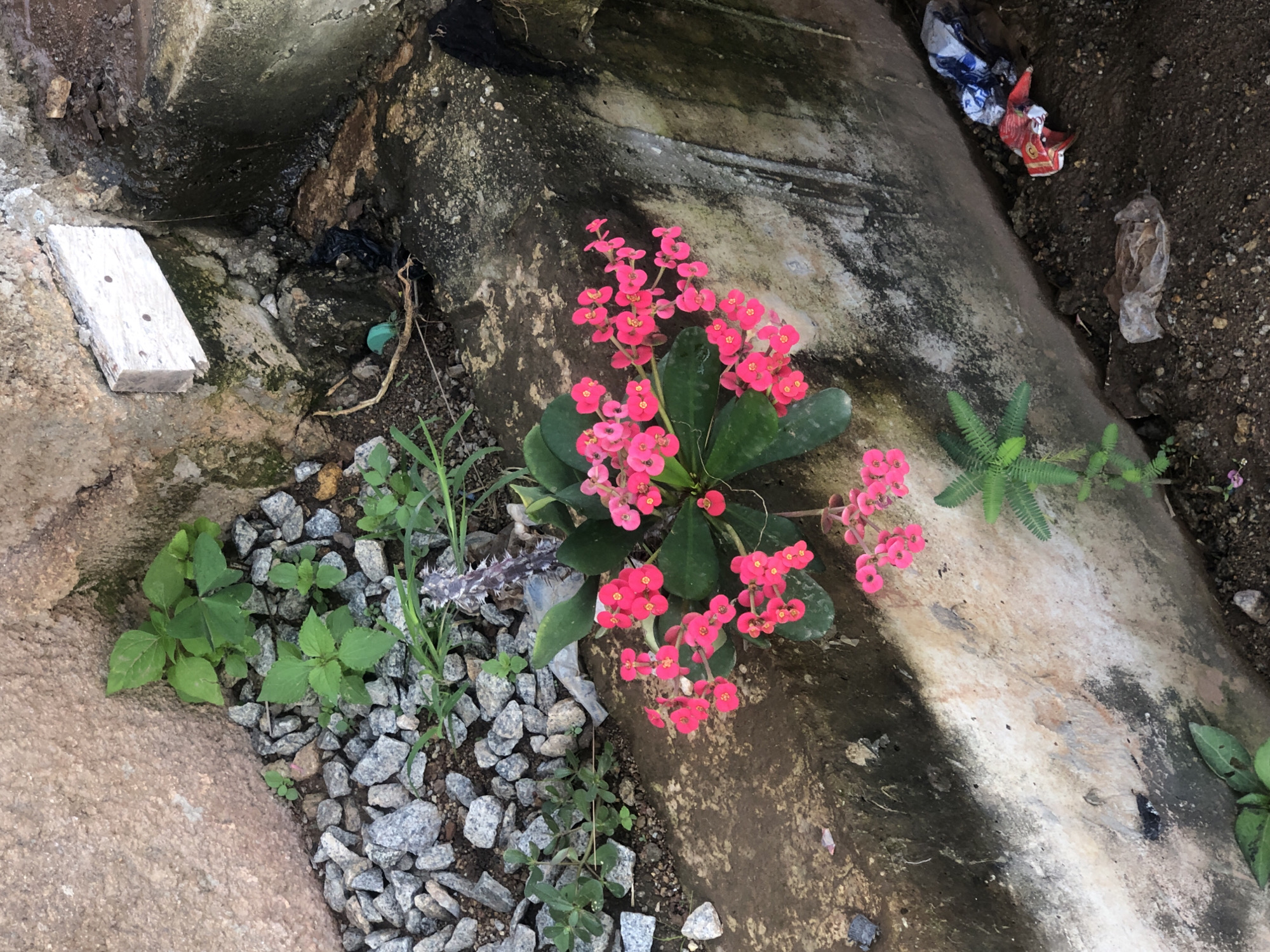 A high-angle medium shot shows a thorny pink flowering plant, likely Euphorbia milii, growing in a crevice between a rough concrete structure and a stone wall. The plant has vibrant pink clustered flowers and thick green leaves. The surrounding environment is a mix of gravel, dirt, and debris, including a white wooden plank with nails on the wall, black plastic bags, and discarded colorful wrappers in the lower right corner. A small fern-like plant grows below the thorny flowering plant. The scene appears to be an outdoor urban or semi-urban setting, potentially a neglected corner or drainage area.