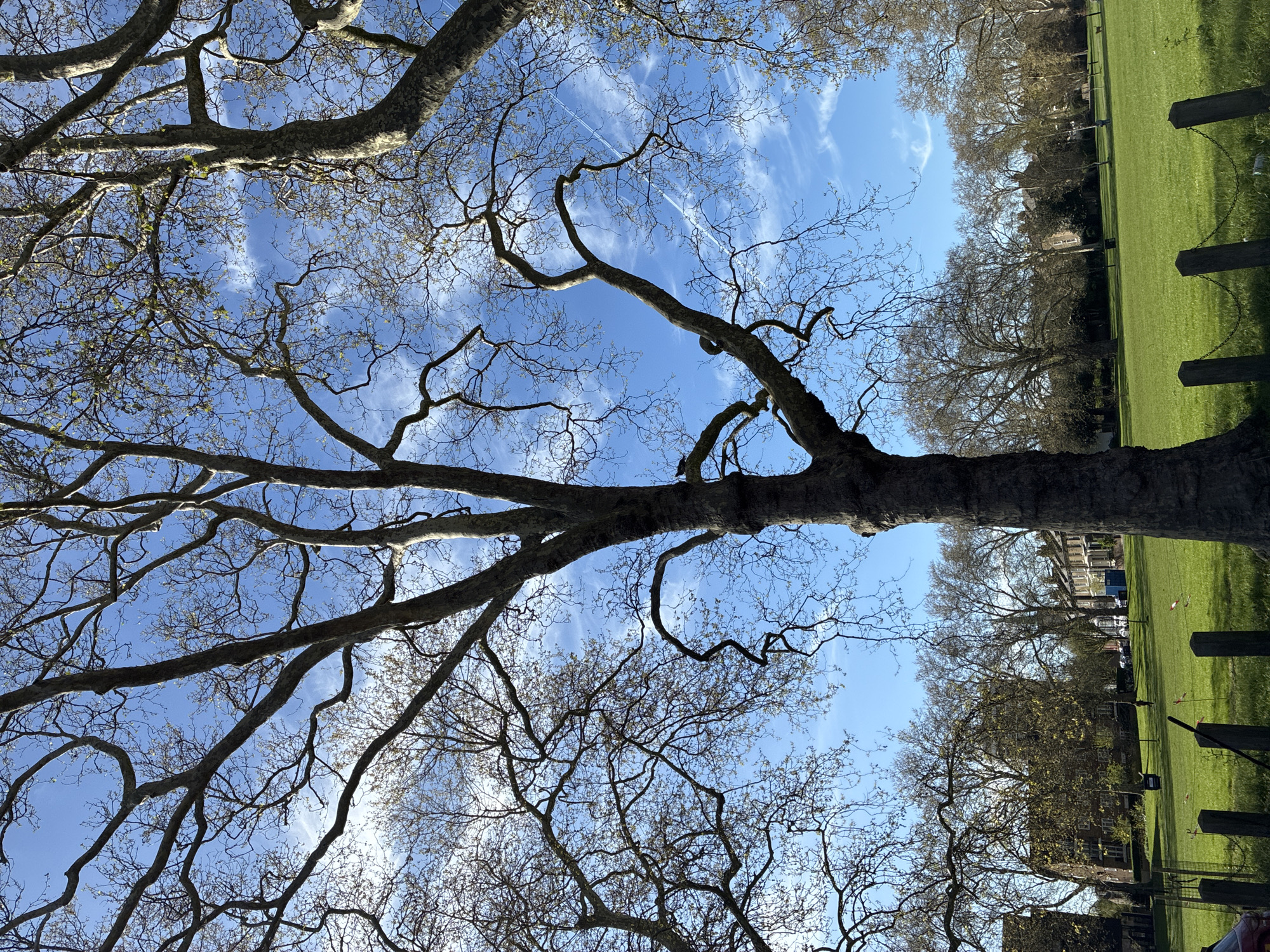 The image is a ground-level view looking up through the branches of London Plane trees towards a blue sky with scattered clouds. The branches are mostly bare, with some buds beginning to appear. In the background, there is a green lawn and a row of trees. On the right side of the image, there are wooden posts connected by a chain. The scene appears to be taken in a park in London, United Kingdom. There are no people visible in the image.