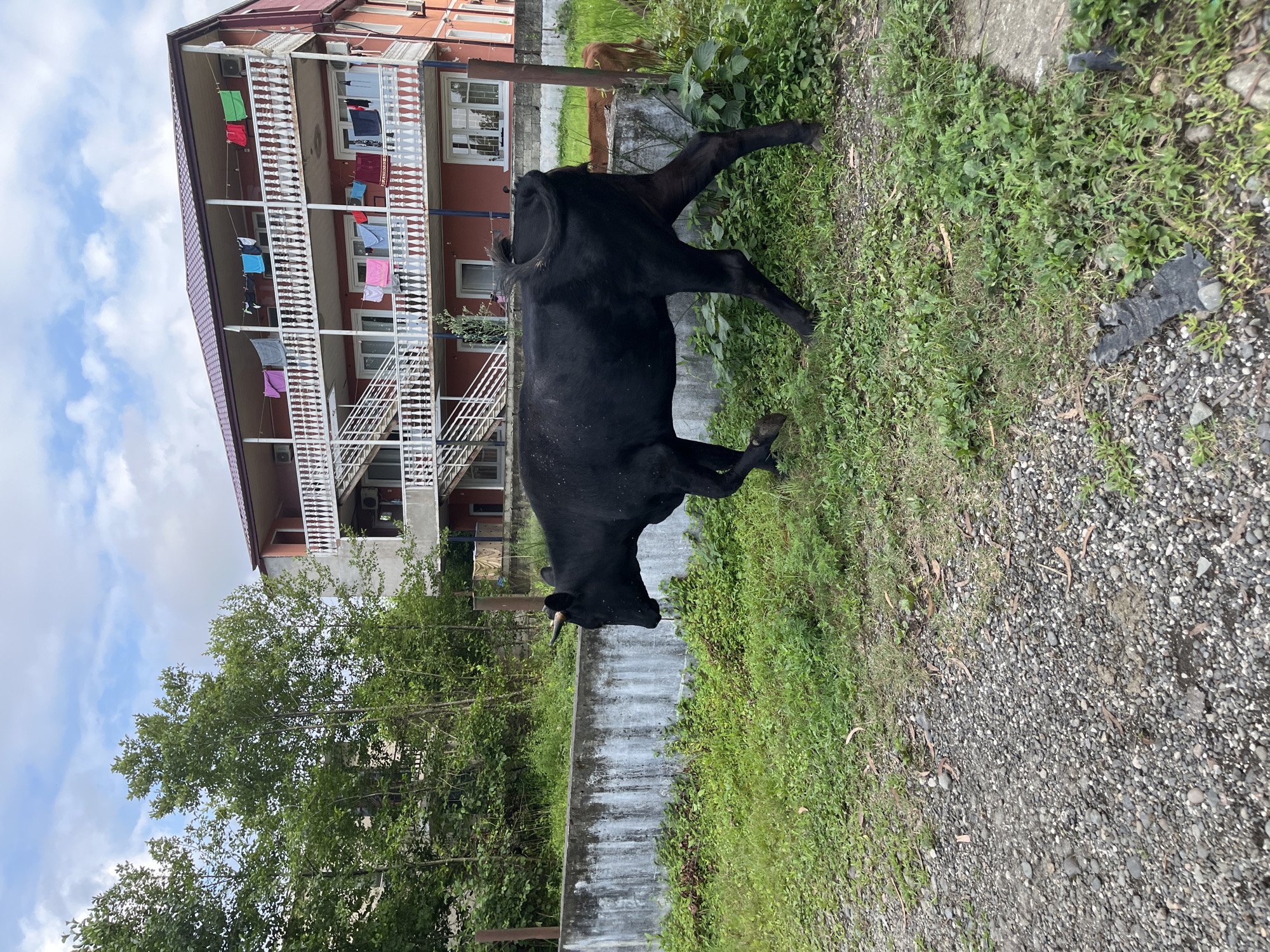 In Ureki, Georgia, a black cow walks on a gravel and grassy path in front of a concrete barrier. Behind the barrier, a multi-story building with a red facade and balconies adorned with white railings is visible. Laundry hangs from lines on the balconies, and a smaller brown calf is partially visible behind the black cow. The sky is partly cloudy.