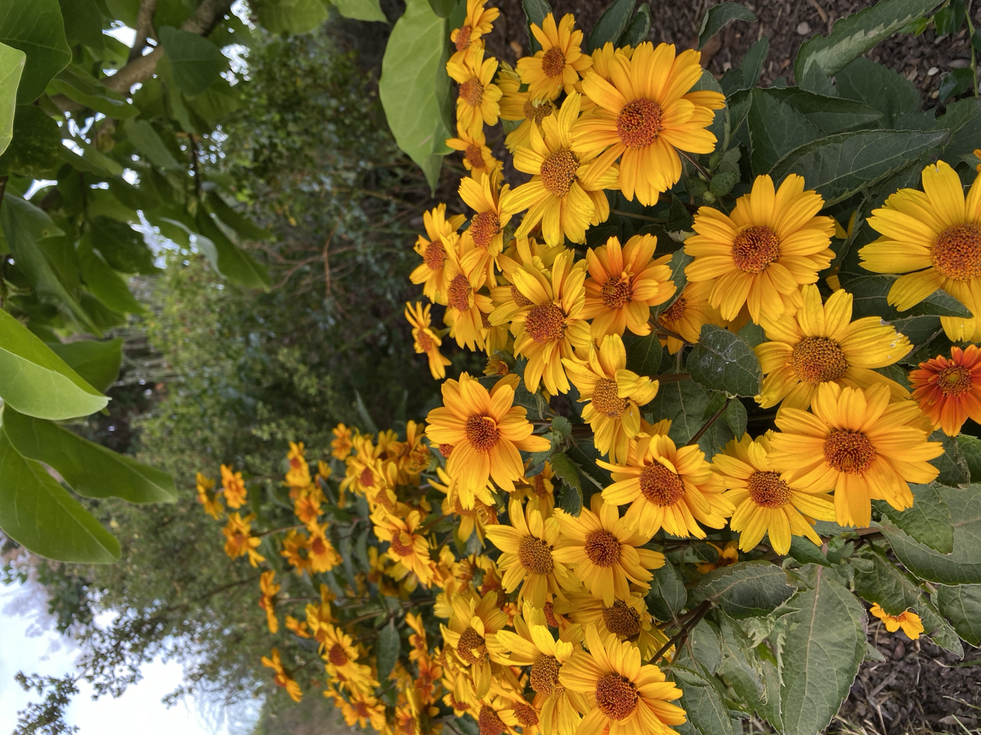A dense cluster of bright yellow daisies with brown centers fills the foreground of the image. The flowers are in various stages of bloom, with some fully open and others still forming. They are surrounded by dark green leaves. In the background, out-of-focus foliage and branches suggest an outdoor garden setting. A hint of pale sky is visible at the top. The scene appears to be in a park or garden within Helmenzen, Germany.