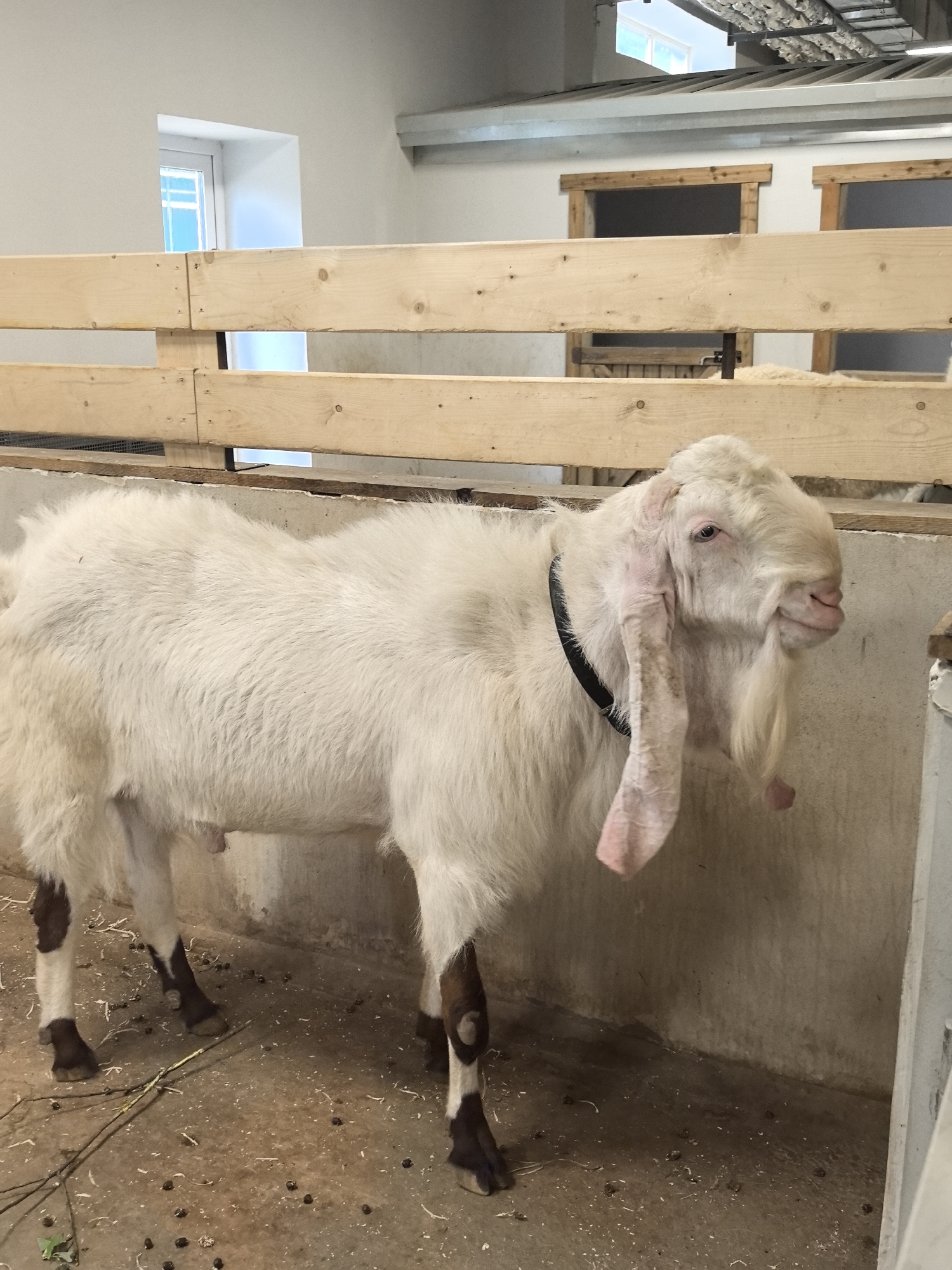 An adult white goat with brown markings on its legs stands within a livestock enclosure. The goat wears a black collar. The enclosure is constructed of wooden planks. The floor is littered with droppings and plant debris. The environment appears to be an indoor agricultural setting. There is no explicit indication of the city of Perm, Russia.