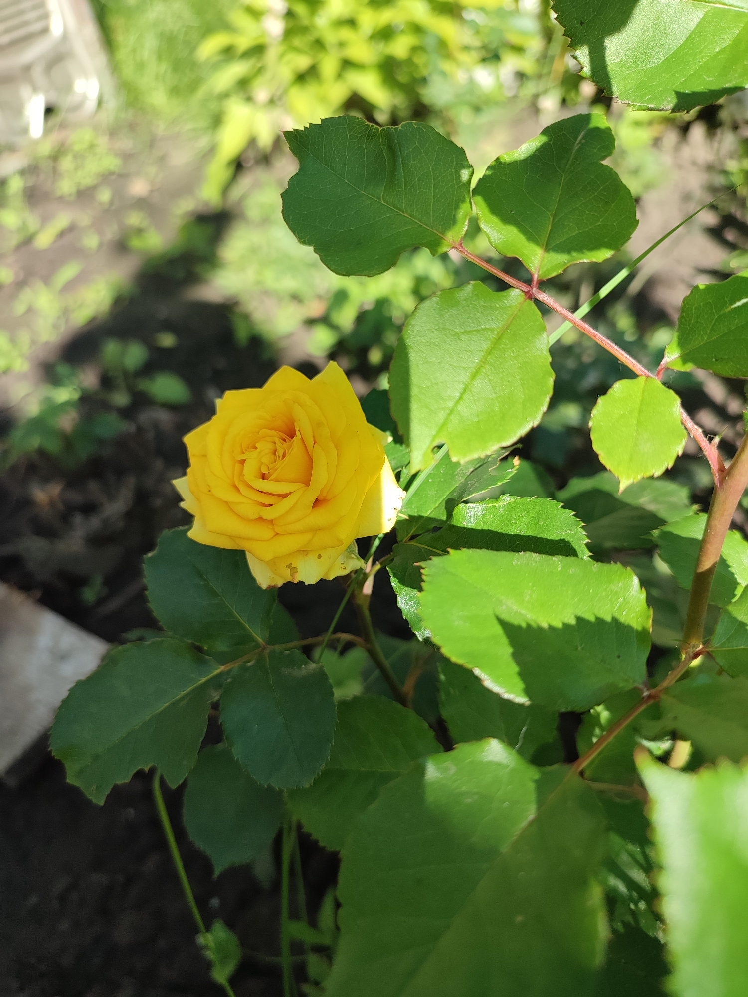 A close-up shot captures a vibrant yellow rose in bloom, its petals tightly furled in the center and opening outwards. The rose is situated amidst a cluster of lush green leaves, some of which display serrated edges. The background consists of dark soil with scattered small green plants and a blurred area of light green foliage, suggesting an outdoor garden setting. The lighting indicates a sunny day, with shadows cast across the leaves. The scene appears to be in Shyshaky, Ukraine, based on the provided context, likely a residential garden. There are no people or any discernible actions taking place in the image. The focus is solely on the natural beauty of the rose and its surrounding foliage.
