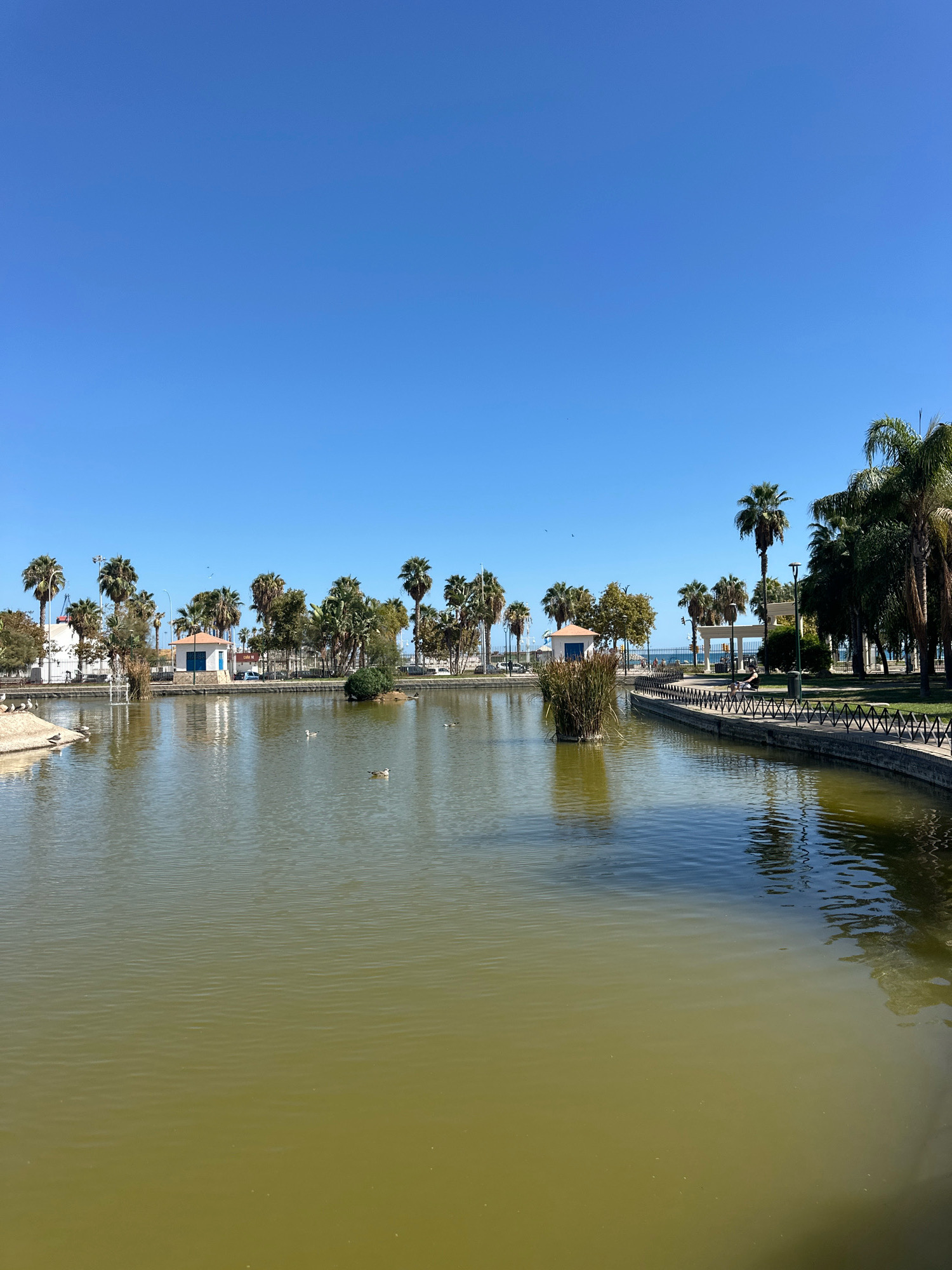 This is a wide shot of a park with a pond, located in Málaga, Spain. The sky is clear and blue. The pond takes up the foreground and middle ground of the image, its surface is calm with a few ripples and some small white objects that appear to be birds. There are several palm trees and other greenery lining the pond. In the background, there are buildings and a fence. One small building with a red roof and blue doors is prominent. There is a paved walkway with a decorative black metal fence bordering the pond on the right side of the image. Further in the background, there are more palm trees, some lampposts, and a hint of the ocean in the distance.