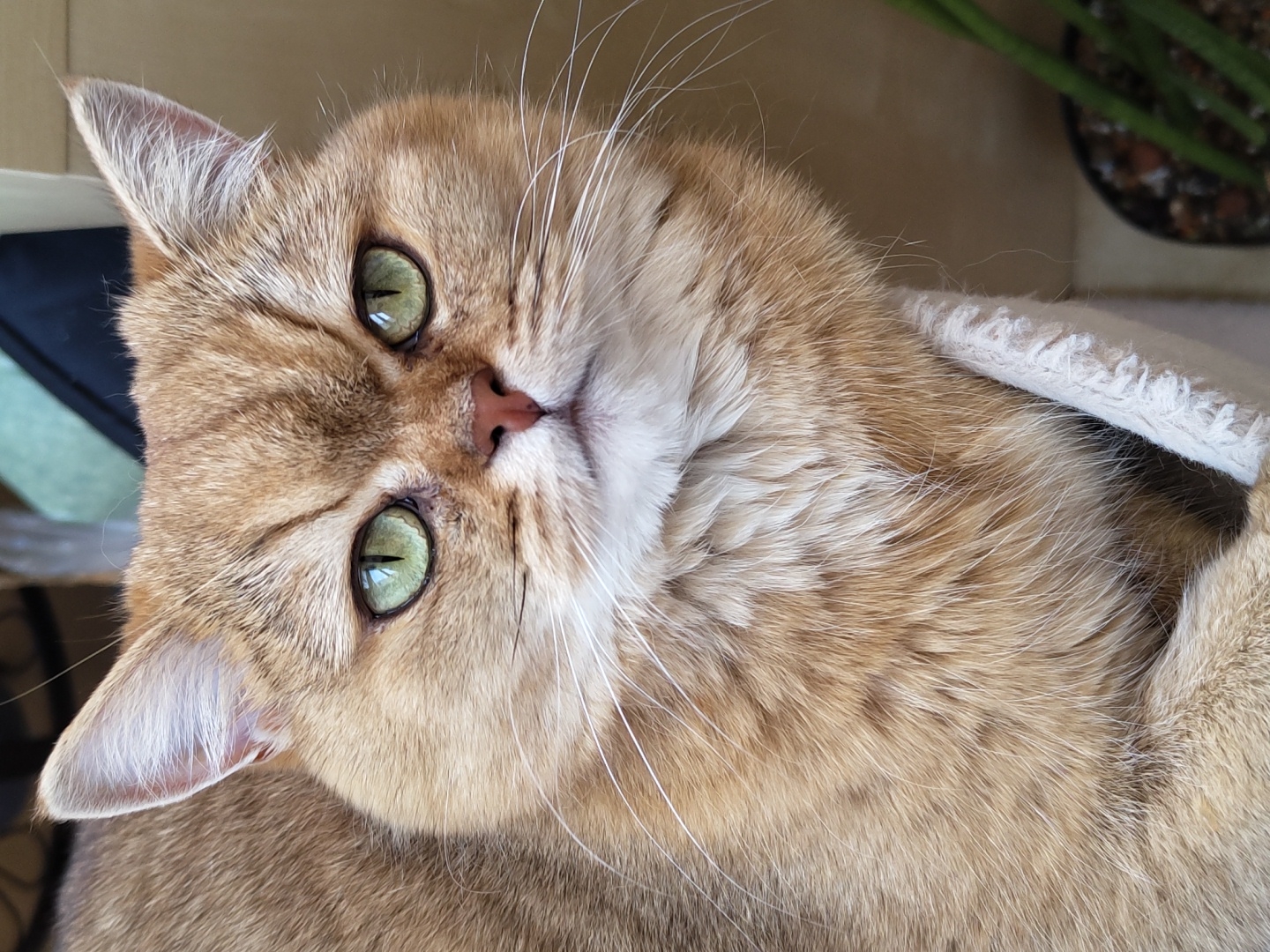 A close-up, eye-level portrait of a British Shorthair cat with golden-brown fur and striking green eyes. The cat is looking directly at the camera with a slightly disgruntled expression. Its ears are perked up, and its white whiskers are prominent. The cat is partially nestled in a light-colored fabric structure, likely a cat bed or furniture. The background is blurred and appears to be indoors, with hints of a light-colored wall and possibly some greenery from a potted plant. There is no identifiable location within the city of Krasnodar, Russia, or any context to suggest this.