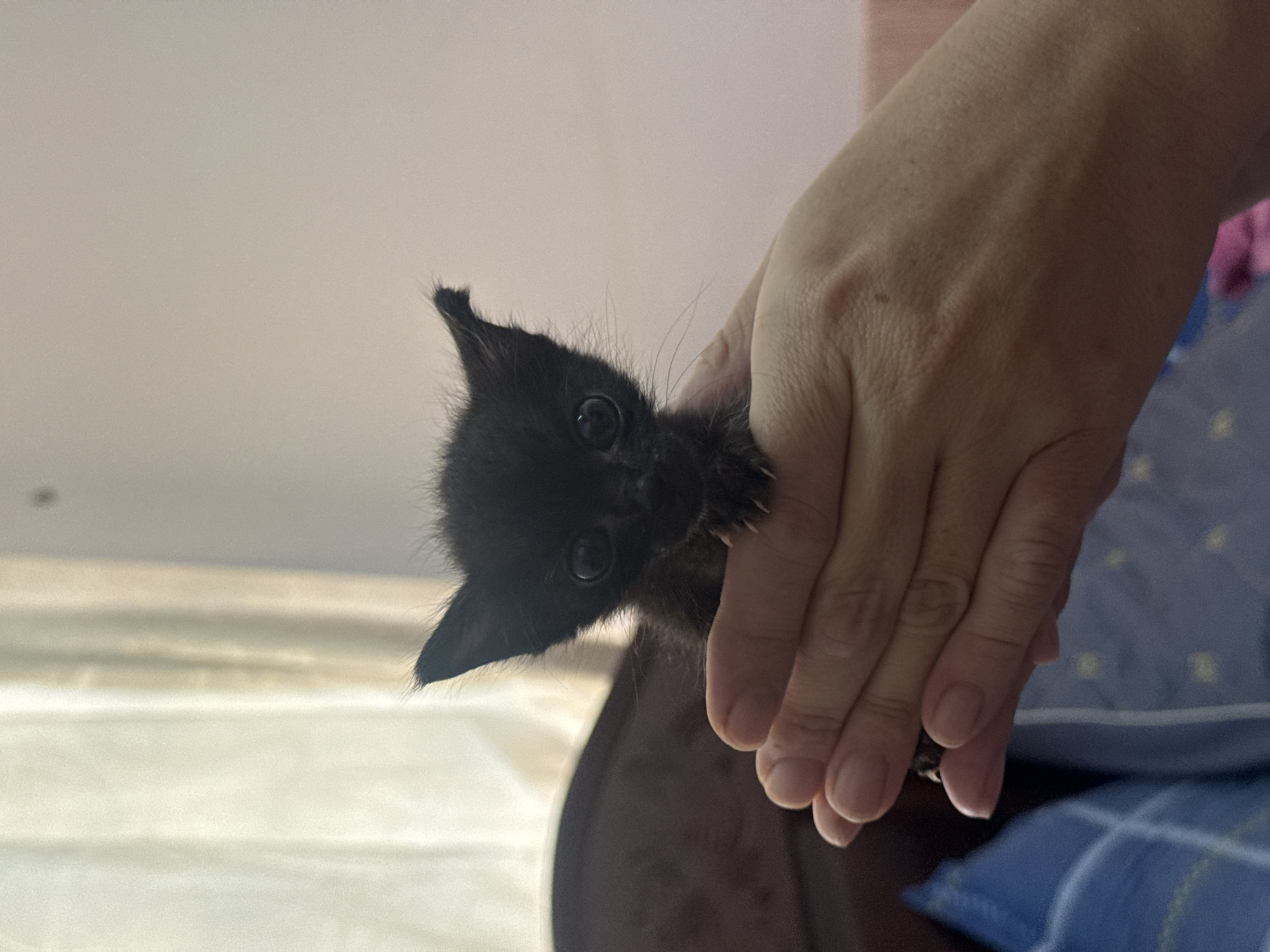 A very young, black kitten with large, dark eyes and pointed ears is held in a person's cupped hands. The kitten is positioned in the center of the frame, facing forward. Its fur appears slightly disheveled, and its tiny paws with visible claws are resting on the hand supporting it. The person's hands are in the foreground, showing skin texture and fingernails. The background is softly blurred, with vertical light-colored drapery on the left and a pale pink wall on the right. The overall lighting suggests an indoor setting. There is no discernible indication of the location being in the city of Đạ Cháy, Vietnam.