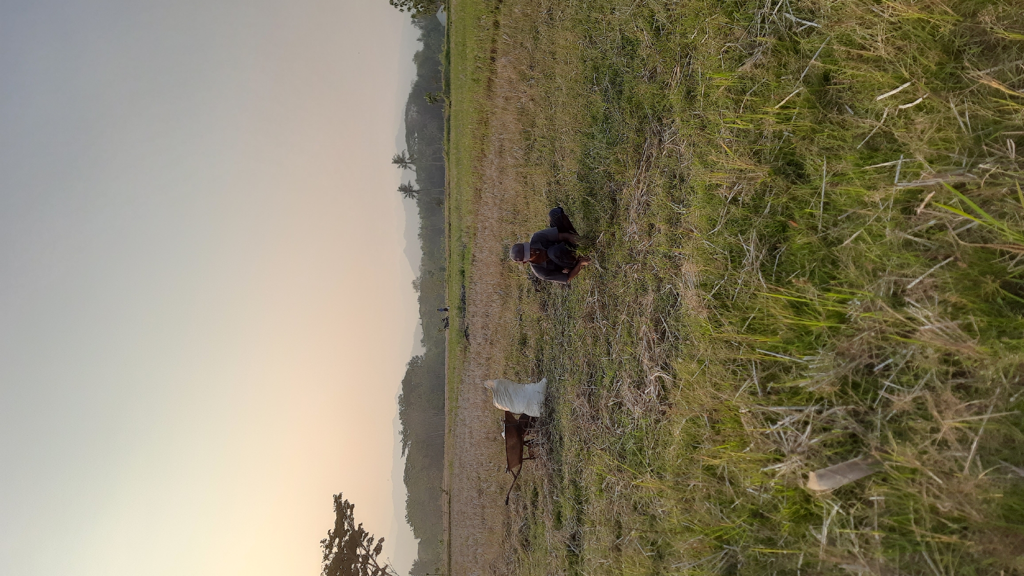 In a rural field in Minggir, Indonesia, at dawn, a farmer is seen crouching down. He is wearing a dark shirt, dark pants, and a cap. In front of him, he appears to be working with a bundle of grass. To his left, there is a wheelbarrow and a large white sack. The field is covered in dry, yellowish grass and some greener patches of grass. In the background, there are trees and hills, with a hazy sky suggesting the early morning light. In the far distance, two figures and a motorbike can be seen, indicating other activity in the area. The overall scene depicts a typical agricultural landscape at the start of the day.