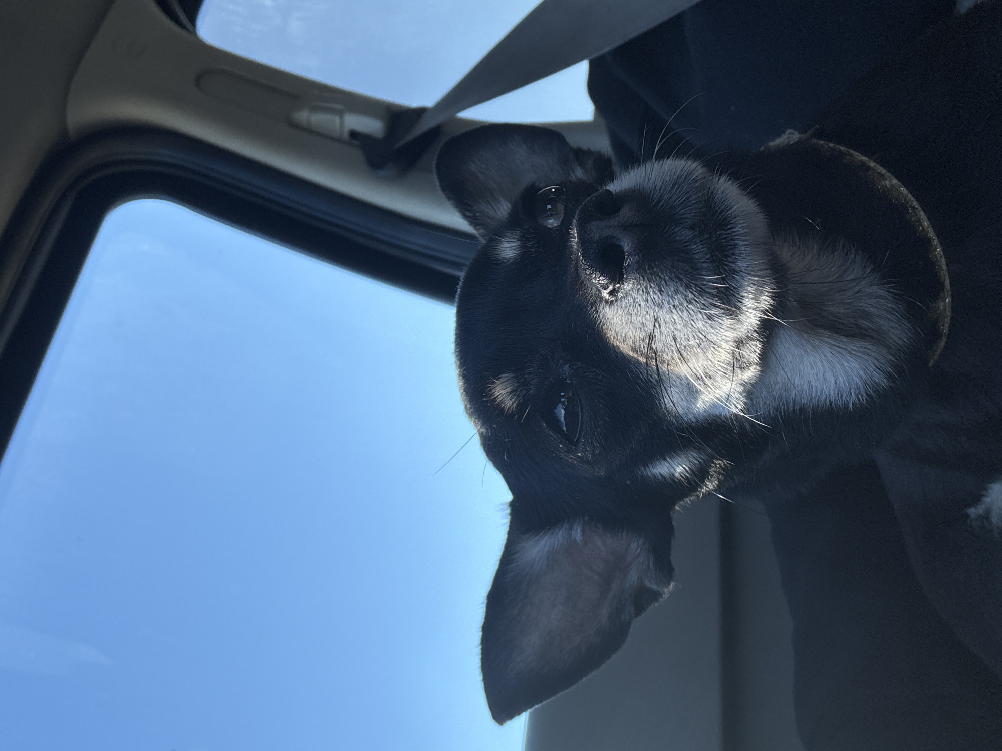 A close-up, low-angle shot captures a small black and white dog with large ears inside a vehicle. The dog's face is illuminated by sunlight streaming through the car window. Its fur is dark on its head and ears, with white fur around its muzzle and chest. The background shows the bright blue sky through the car's windows and a portion of the car's interior, including a seatbelt. The scene is devoid of any identifiable urban landmarks in Ostrovskoye, Russia.
