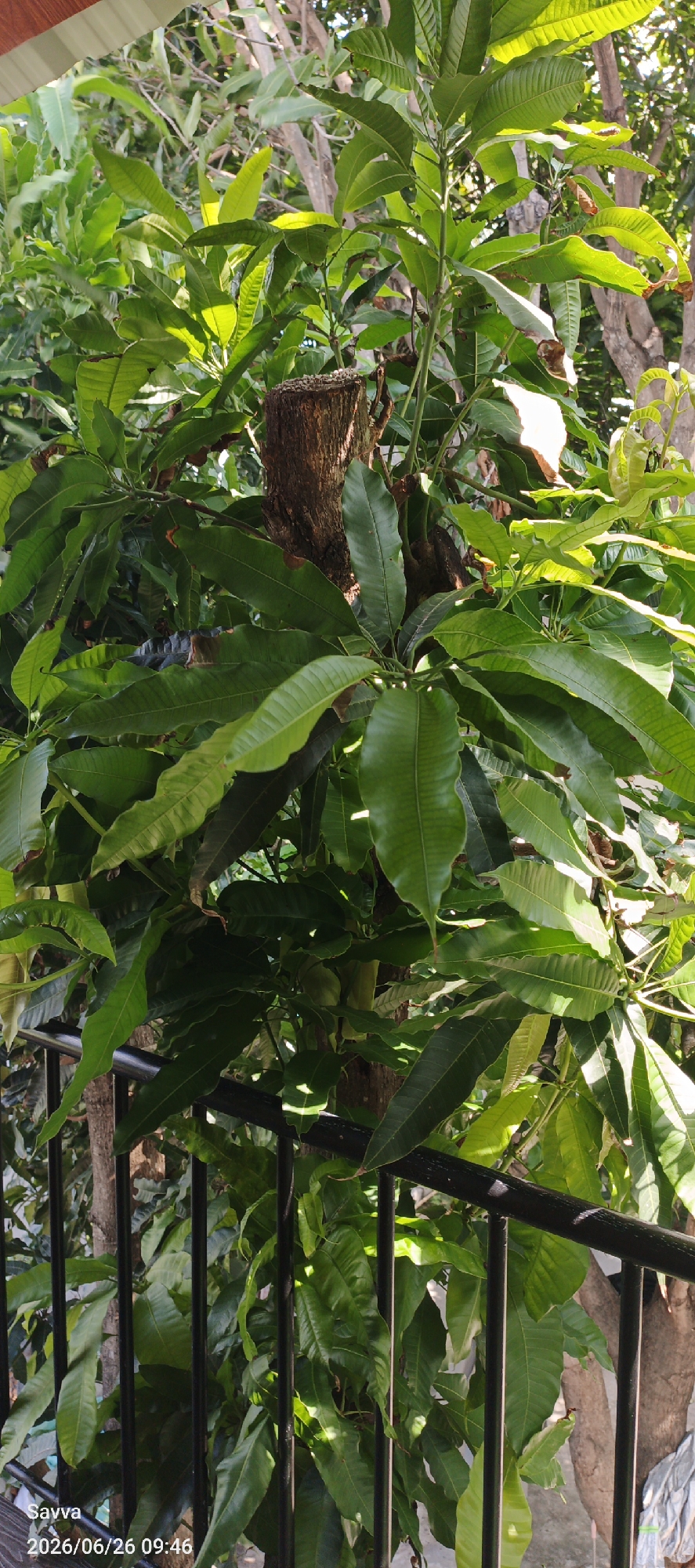 The image shows a close-up view of a mango tree with lush green leaves and a portion of a tree trunk in the center. The trunk appears to be cut or pruned, with visible rings and bark texture. Sunlight filters through the leaves, creating dappled light and shadows. In the foreground, a black metal railing is visible, suggesting the tree is located on a balcony, porch, or elevated area. The background shows more trees and foliage, indicative of an outdoor setting. The bottom left corner of the image contains a watermark with the text "Savva" and "2026/06/26 09:46". The image is taken from a medium-low angle, looking up at the tree. The scene is devoid of any people or animals. The overall environment suggests a tropical or subtropical climate. The location is identified as Phu Thuy Ward, Vietnam.