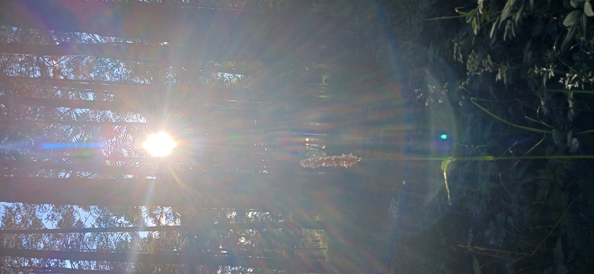 The image depicts a sun-drenched forest scene, likely taken in Zlatoust, Russia. Horizontal bands of light and shadow, possibly from blinds or a fence, create a striped pattern across the frame, partially obscuring the dense foliage and tree trunks behind them. The sun is a bright, white orb in the upper left quadrant of the image, emitting strong lens flare that creates a halo effect and rainbow-like streaks of light radiating outwards.
In the foreground, to the right of the sun, a delicate, feathery seed head or flower is visible, blurred by the intense sunlight and camera focus. Further to the right, dark green foliage dominates, with some lighter green stems and leaves peeking through. A small, bright green circular lens flare is also present in the right half of the image, adding to the effect of intense light.
The overall impression is of a bright, possibly early morning or late afternoon, given the quality of the sunlight and the shadows. The scene feels natural and serene, with the focus on the interplay of light and the surrounding vegetation. There is no visible text in the image.