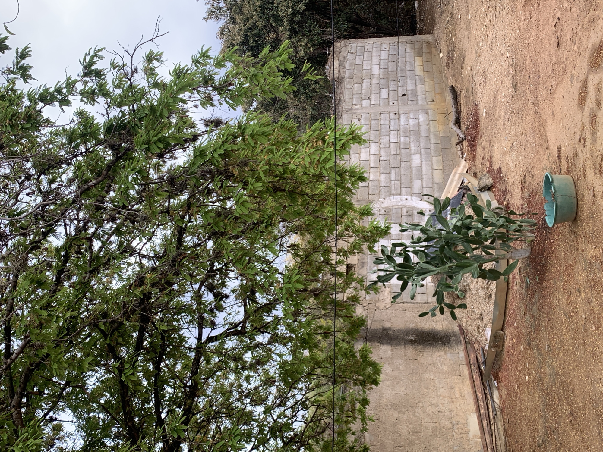 This image captures an outdoor scene in La Tagua, Venezuela, featuring natural elements alongside man-made structures under an overcast sky. A large, leafy tree, possibly a variety with small, compound green leaves, dominates the left side of the frame, its dense canopy obscuring much of the sky. Numerous branches and twigs are visible throughout the tree's foliage.
In the background, a substantial concrete block wall stands prominently. The wall appears to be constructed from rectangular concrete blocks, exhibiting a somewhat rough or unfinished texture. Behind this wall, and peeking above it, are more dark green trees, suggesting a forested or densely vegetated area beyond the wall.
The ground in the foreground and towards the right is composed of reddish-brown dirt, appearing dry and somewhat uneven. Scattered across the ground are small pieces of debris, including twigs and what might be remnants of construction materials near the base of the wall. A small prickly pear cactus, characterized by its flat, oval-shaped green pads, is visible on the right side of the image, growing out of a light green plastic bucket used as a planter.
No people are present, and no specific activity is taking place, giving the scene a still and natural ambiance. Thin, dark lines, possibly electrical or utility wires, are faintly visible running vertically near the wall and through the tree branches in places. The lighting suggests a daytime setting, though the overcast sky prevents direct sunlight. No visible text is present in the image.