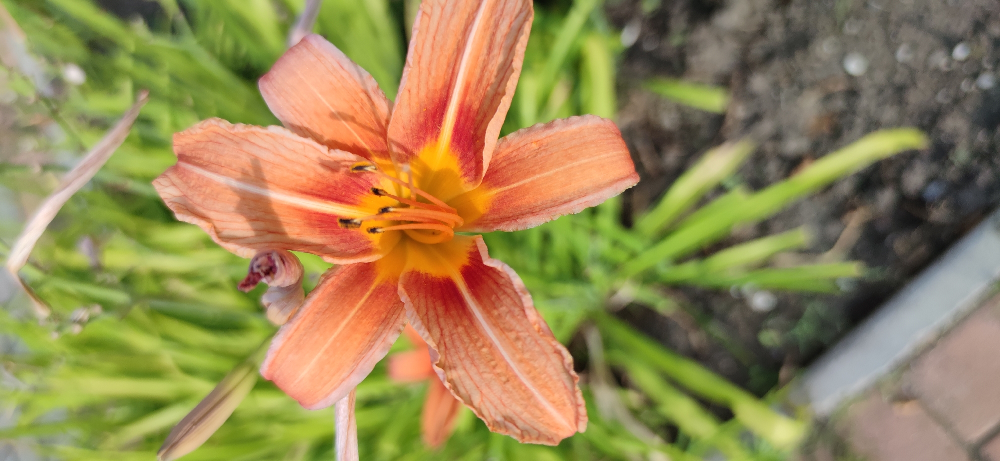 This media file is a close-up, top-down view of an orange daylily in bloom. The flower is the central subject, with its petals unfurled, revealing the yellow and orange stamen and pistil in the center. The petals are a vibrant orange with streaks of red and yellow near the center. Some of the petals show signs of aging, with slightly curled edges and visible veins.
The background is softly blurred, featuring lush green foliage, likely other daylily plants or surrounding greenery. The ground appears to be dark soil, with hints of a pathway or edge made of brick or stone visible in the lower right portion of the frame. The lighting suggests it is daytime, with the sun casting subtle shadows on the flower petals. The focus is entirely on the flower, creating a shallow depth of field that isolates the bloom from its environment. There is no visible text in the image. The overall impression is a peaceful, natural scene showcasing the beauty of the daylily.
