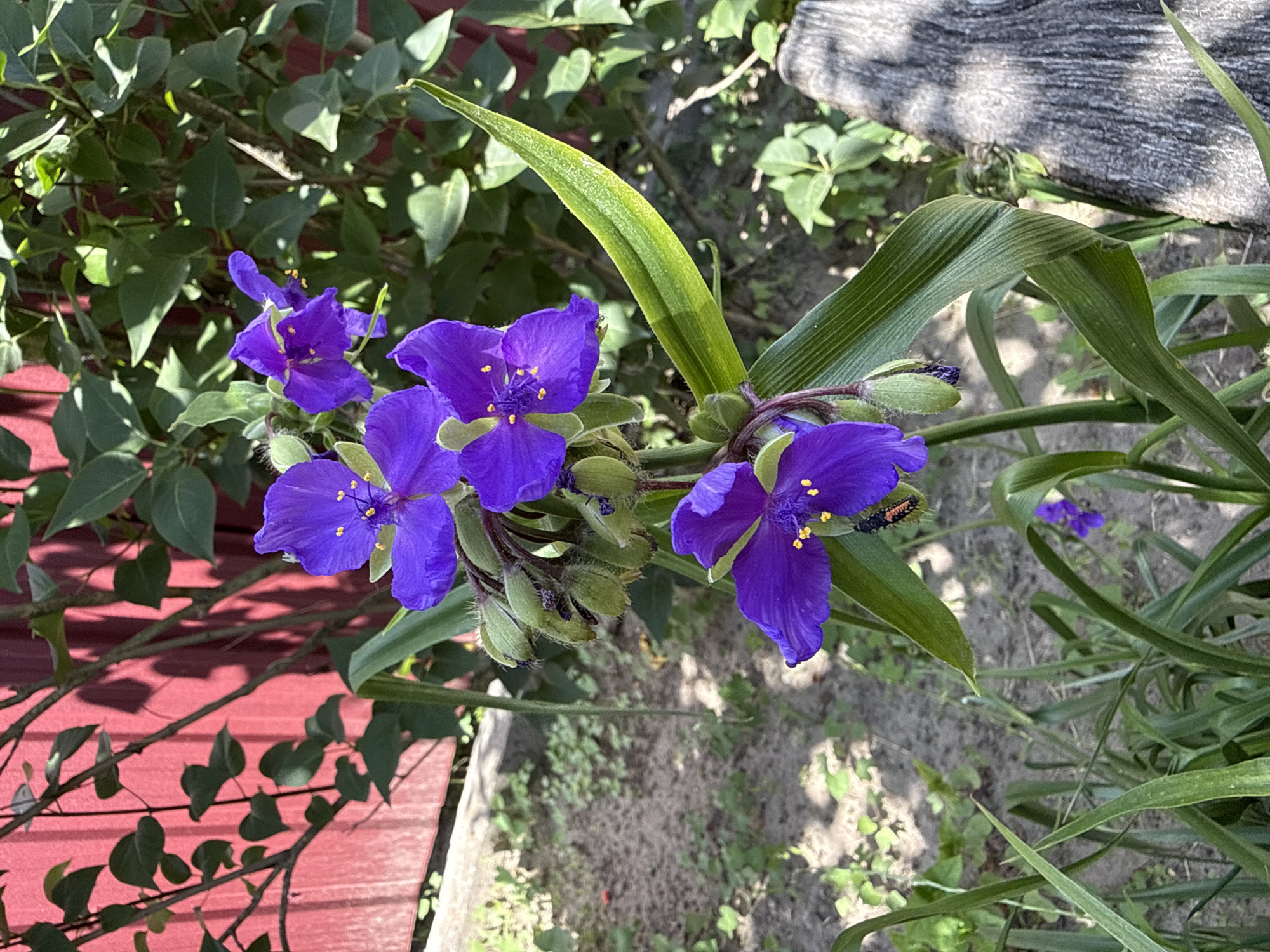 A close-up shot captures a cluster of vibrant purple flowers, likely Spiderwort, in full bloom. The flowers feature delicate, ruffled petals and bright yellow stamen, some with dew drops. Several green buds are also visible, some unfurling. A small insect, appearing to be a beetle with orange and black markings, is perched on one of the purple petals. The flowers are growing from green, sword-like foliage. In the background, a red corrugated metal fence runs vertically, with shadows of branches and leaves cast upon it. Lush green foliage covers the upper right portion of the frame. The ground is a mix of sandy soil, small pebbles, and scattered green weeds. In the lower right corner, a weathered, gray piece of wood lies on the ground. The scene is set outdoors, likely in a garden, in Bucha, Ukraine. The lighting suggests a sunny day, with natural light illuminating the subjects. There are no people visible in the image.