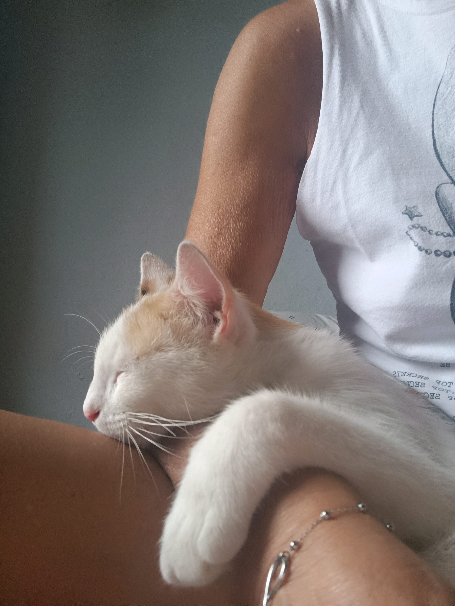 The image shows a close-up of a person's arm and chest, holding a white cat with orange markings. The cat is asleep, with its eyes closed and its head resting on the person's arm. The person is wearing a white t-shirt with a graphic design on it. A silver bracelet with small beads is visible on the person's wrist. The background is a plain gray wall. The scene appears to be indoors. There is no discernible information within the image to suggest a specific location in the city of Viadana, Italy.