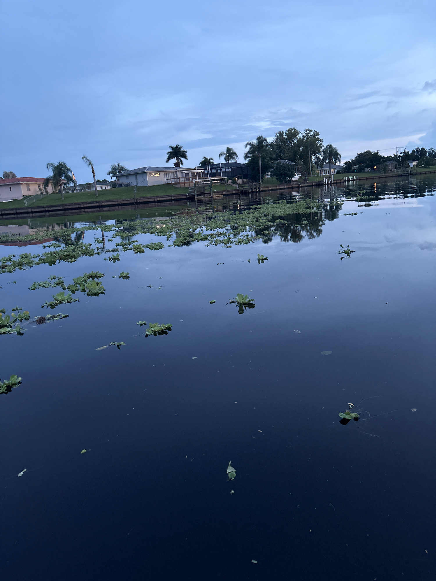 This image captures a twilight scene over a canal in North Port, Florida, United States of America. The sky is a muted blue with scattered clouds, reflecting on the dark, still water of the canal. The canal is lined with residential homes and lush green vegetation, including palm trees. The water has a scattering of aquatic plants floating on its surface. The overall atmosphere is tranquil and serene, suggesting the end of a day. There are no people or animals visible in the image.