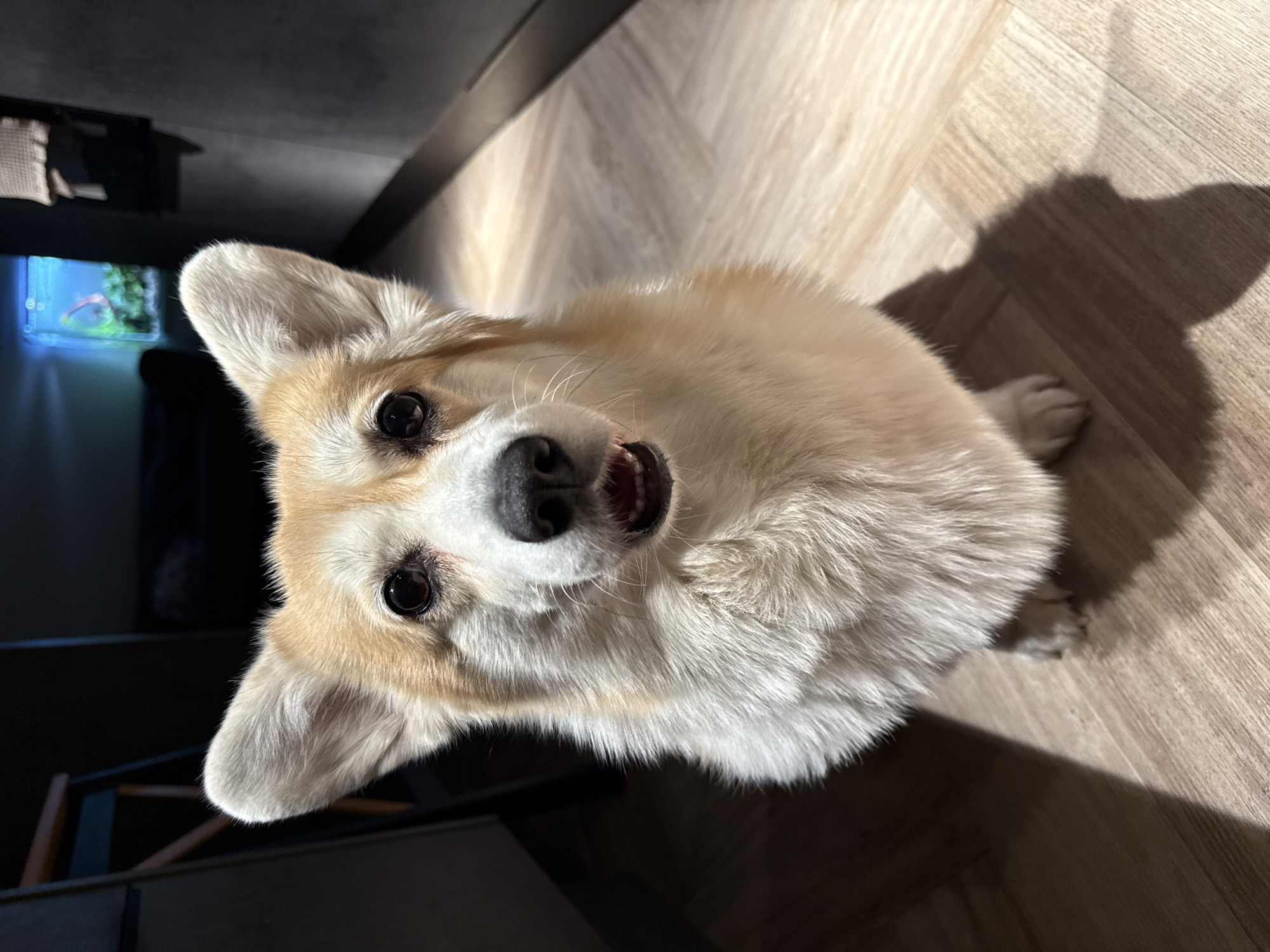 A tan and white corgi dog sits on a wood-patterned floor, looking up at the camera with its mouth slightly open. The dog is positioned in the lower half of the frame, its head tilted upwards. The lighting is uneven, with strong shadows cast on the floor to the right and bottom left of the dog. In the background, on the left side of the image, there is a dark area with a glimpse of a fish tank. The floor appears to be a laminate or vinyl with a wood grain pattern. The location is not identifiable as Krasnoyarsk, Russia, from the image alone.