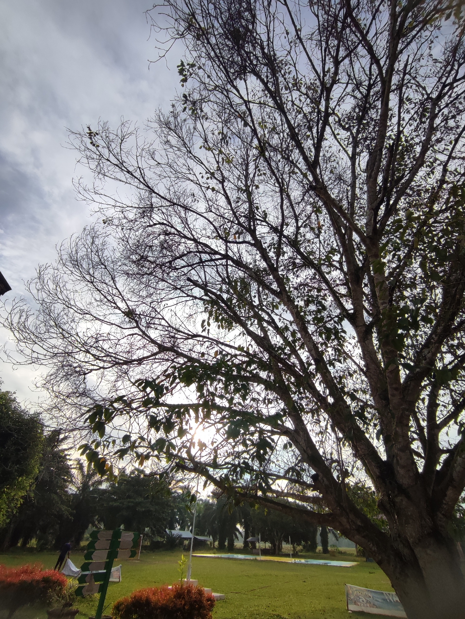 This image captures a view of a park in Blangriek, Indonesia, with a large, bare tree dominating the foreground. The tree's branches, devoid of most leaves, spread across the frame, silhouetted against a cloudy sky. Sunlight peeks through the branches, creating a dappled effect. In the mid-ground, a green and white striped bench is visible, with a person in dark clothing standing near it, appearing to handle a white object. Beyond the bench, a grassy field stretches out, dotted with more trees and some small structures. The overall scene suggests a tranquil outdoor setting, possibly in the late afternoon or early morning, given the lighting.