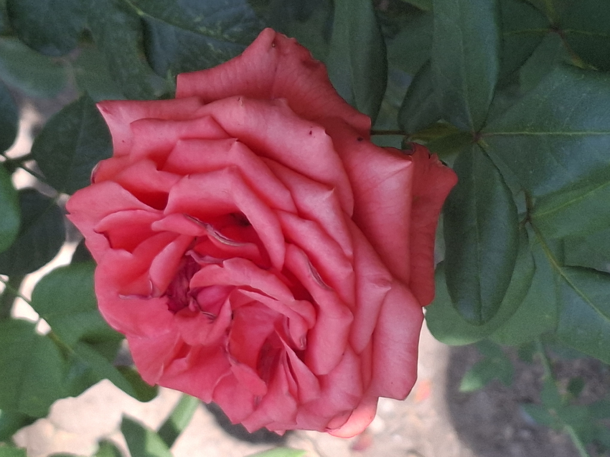 A close-up, high-angle shot shows a pink rose in bloom, surrounded by green leaves. The rose is in the center of the frame, with its petals unfurled. The leaves are dark green and appear to be healthy. The background is blurred, but suggests a garden setting with some brown soil visible. The image appears to have been taken outdoors, possibly in a park or garden. There are no people or animals present in the image. The lighting is natural and suggests it is daytime. The image does not provide any specific information about its location in Almaty, Kazakhstan.