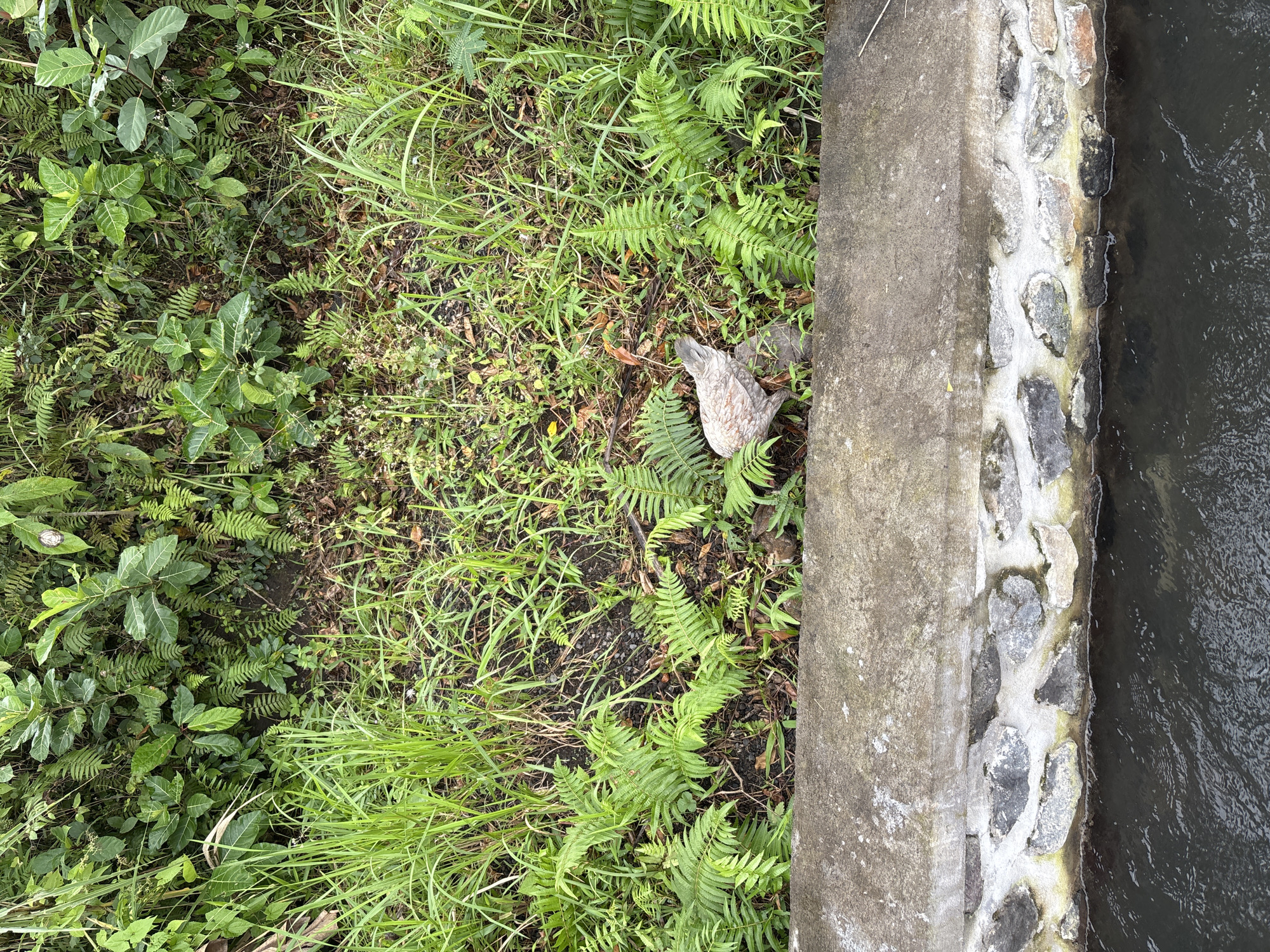A chicken stands on the bank of a waterway in Sidemen, Indonesia, surrounded by lush green vegetation. The waterway is contained by a concrete and stone embankment. The chicken, predominantly gray with white and brown speckles, is positioned facing right, with its rear towards the viewer. The surrounding environment is dense with various plants, including ferns and tall grasses, indicating a natural or semi-natural setting. The water in the canal appears dark and rippled. The scene is captured from a slightly elevated perspective, looking down towards the bank and waterway.