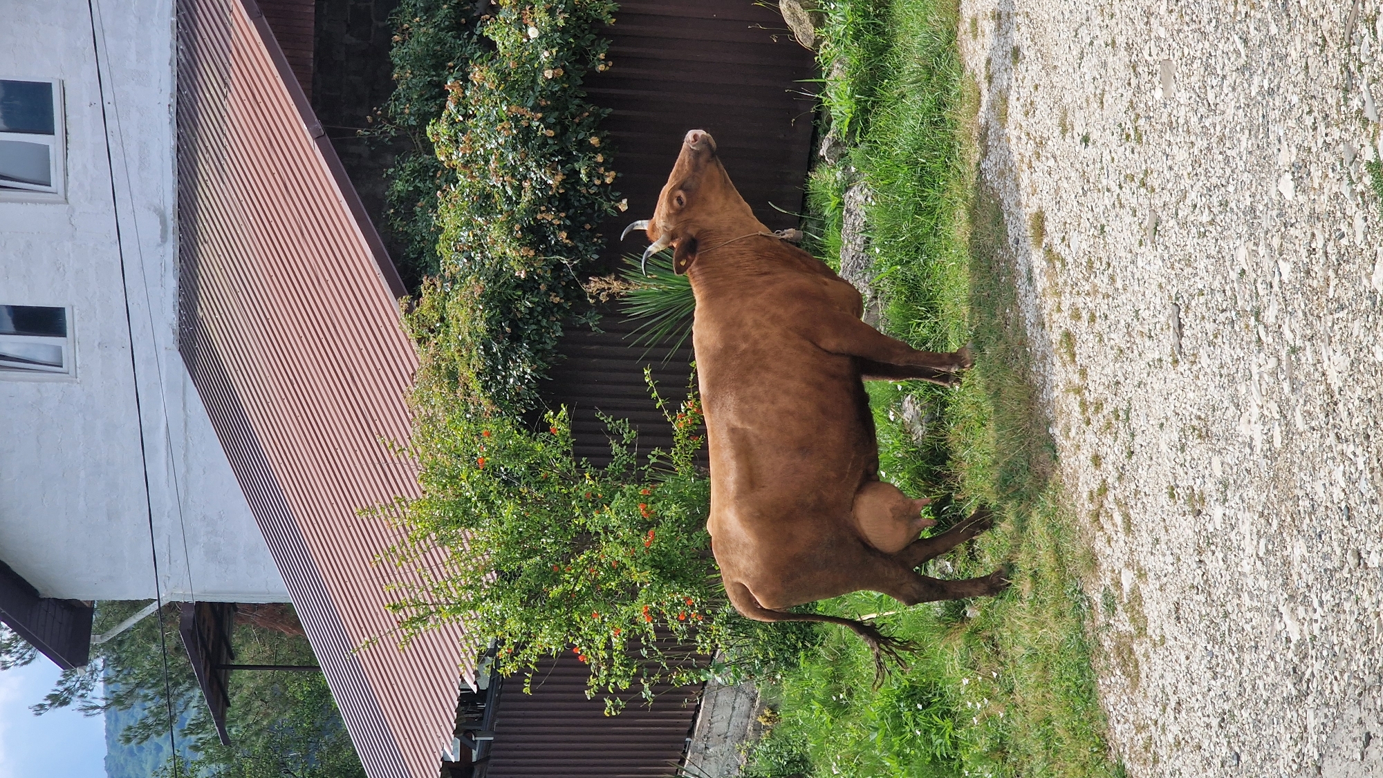 A brown cow stands on a gravel path in front of a white building with a brown corrugated metal roof. The cow is facing right and its udder is visible. Green grass and trees surround the scene. In the background, a brown fence is visible. The image appears to be taken in Verkhovskoye, Russia, given the presence of a traditional rural house and the cow, which are common in such areas. The lighting suggests it is daytime.