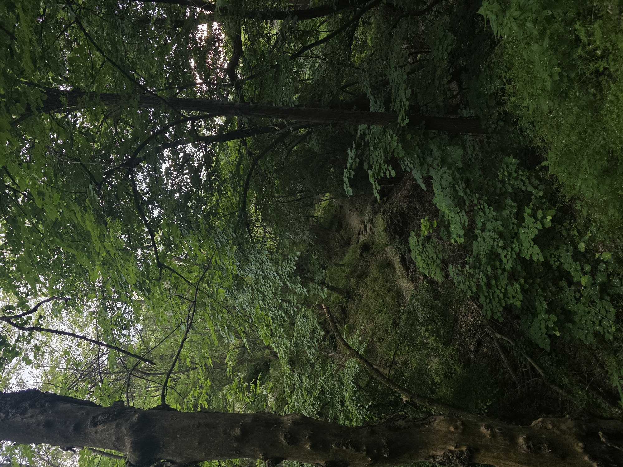 This image depicts a densely wooded area, potentially a small ravine or gully. The camera appears to be positioned looking upwards, with the foreground dominated by the trunk of a large tree lying horizontally across the bottom of the frame. Beyond the tree trunk, lush foliage covers the sides of the ravine, leading to a path or clearing visible in the center of the frame. The canopy of trees above creates a dense cover, filtering sunlight and casting shadows. The location, Lyaskovo, Bulgaria is not readily verifiable from the visual information provided in the image. There are no discernible people, subjects, objects, or actions clearly identified within the frame.
