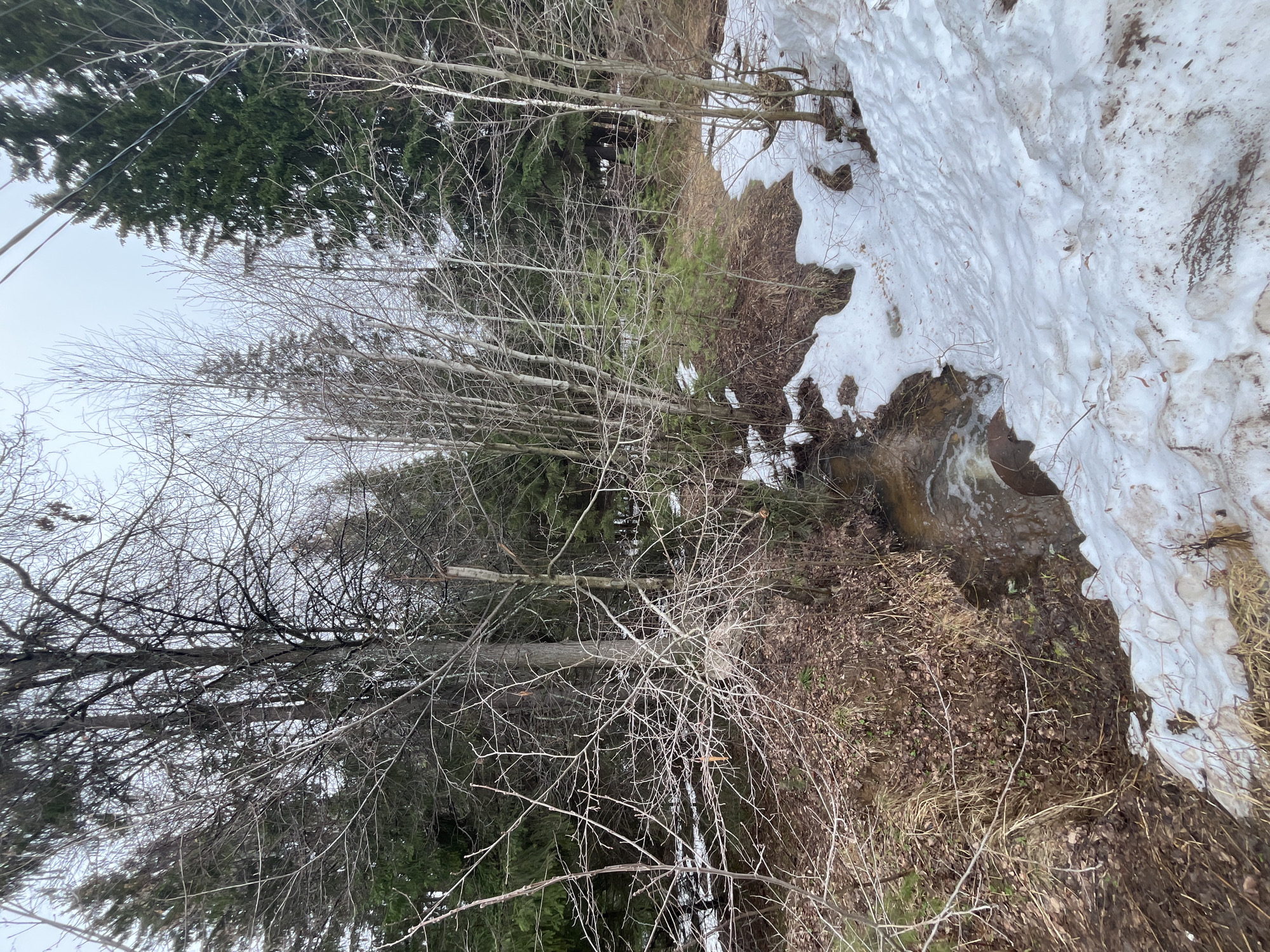 The image depicts a winter scene, potentially a ravine, in Chaikovsky, Russia. A partially frozen stream flows along the right side of the frame, bordered by melting snow. The opposing bank consists of dead vegetation, leafless trees, and interspersed evergreen trees. Power lines are visible in the upper left corner. The scene lacks any visible human presence or interaction. The light is overcast.
