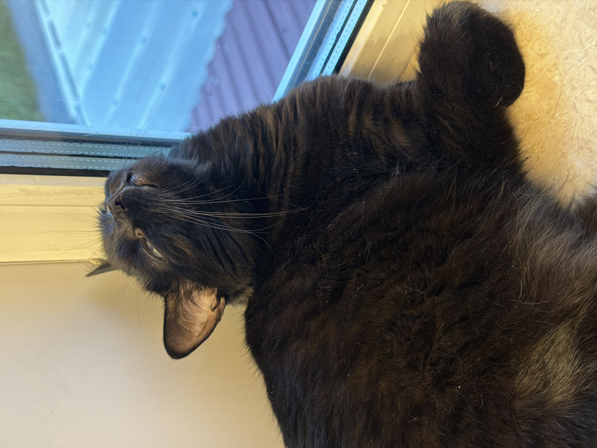 A black cat is lying on a windowsill, looking upwards and to the right. The cat has long fur and white whiskers. The windowsill is a light beige color, and behind the cat is a wall illuminated by a warm light. To the right of the cat is a window with a view of a blue, possibly overcast, sky and a roof with visible shingles. The image appears to be taken indoors, likely in a residential setting. There is no identifiable information to indicate the location within the city of Novosibirsk, Russia.