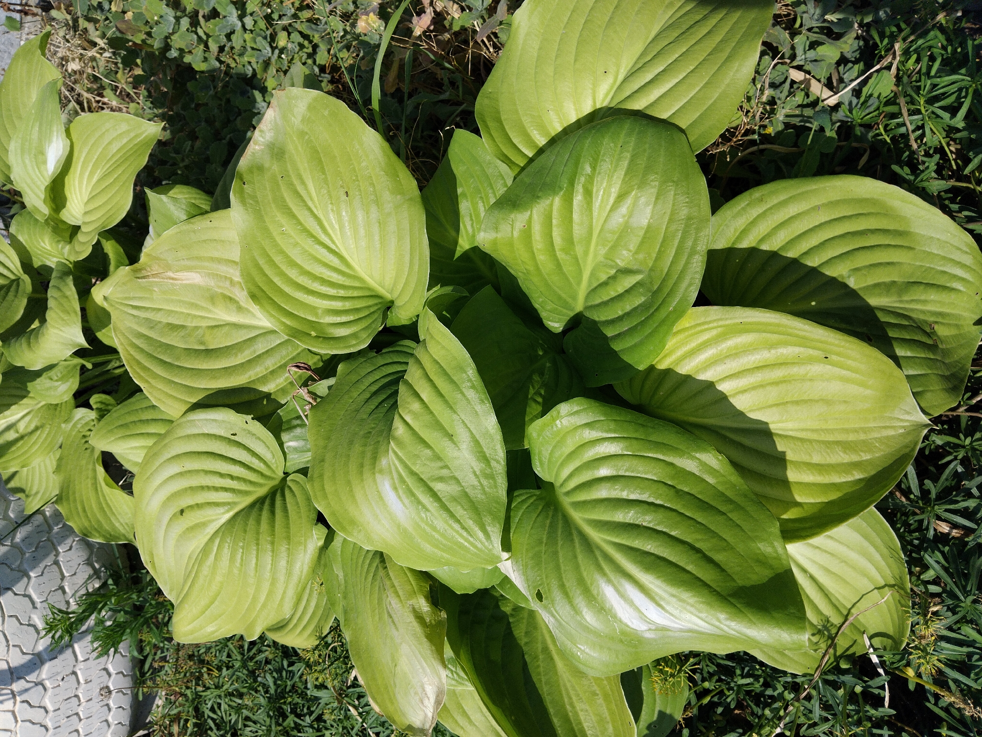 This media file is a close-up, overhead shot of a cluster of large, vibrant green hosta leaves. The leaves are broad and ovate with prominent, parallel veins running from the base to the tip. The surface of the leaves is slightly glossy, reflecting the sunlight and creating bright highlights in some areas. The plants are growing in a garden setting, surrounded by darker green foliage and some dry grass and twigs. In the lower left corner, a section of a light-colored, patterned paving stone is visible, suggesting the edge of a pathway or patio.
The lighting indicates it is daytime, likely sunny, as evidenced by the strong highlights and shadows on the leaves. The overall impression is one of lush, healthy plant growth. The location context provided is Bila Krynytsia, Ukraine, which, combined with the garden setting, suggests an outdoor scene in a residential or public garden area. There is no text visible in the image.