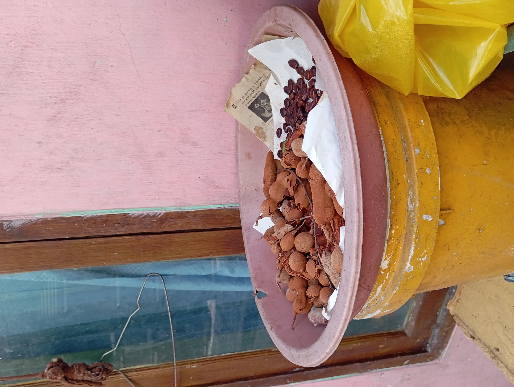 In front of a pink wall, a yellow bucket supports a pink bowl. The bowl contains tamarind pods, tamarind seeds, and a piece of paper with text and an illustration. A portion of a window with blue curtains is visible to the left of the bowl. A yellow plastic bag is positioned to the right of the bowl and bucket. This scene is located in the city of Nogosari, Indonesia.
