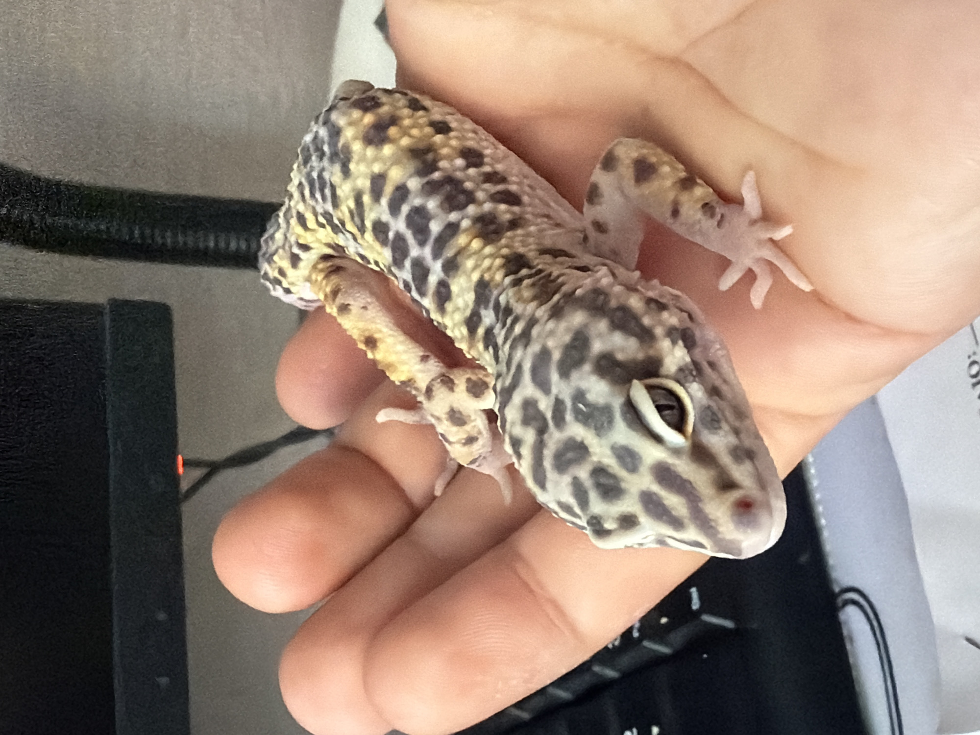 A leopard gecko is being held in someone's hand. The gecko is gray, brown, and yellow with dark spots. The background includes a black object, possibly part of a monitor or keyboard, and white paper. The setting appears to be indoors, possibly an office or home office. There is no evidence to suggest the location is Izhevsk, Russia.