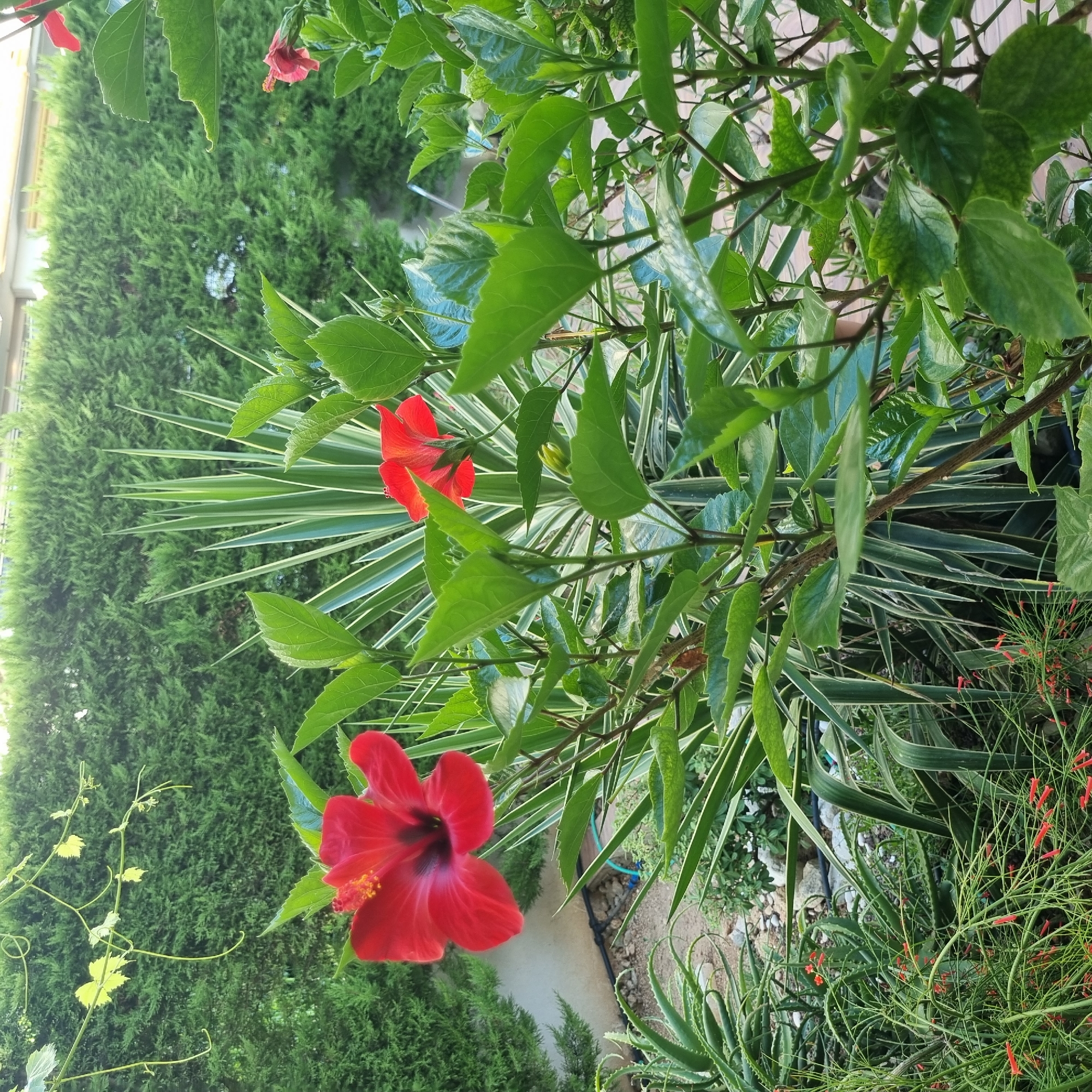 A close-up, eye-level shot captures a lush garden scene in Konyaaltı, Turkey, dominated by vibrant red hibiscus flowers and verdant foliage. The foreground features a prominent red hibiscus bloom with a dark center, its petals unfurled against a backdrop of dark green leaves. To the right, another partially visible red hibiscus flower adds to the floral display. Behind the hibiscus plants, a tall, spiky plant with variegated green and white leaves adds a textural contrast. Further back, a neatly trimmed green hedge forms a dense wall, with a hint of a building and sky visible at the very top of the frame. Smaller, delicate red flowers are scattered in the lower left portion of the image, peeking through slender green stems. Aloe vera plants with their characteristic succulent leaves are also visible in the lower left, nestled amongst stones and what appears to be irrigation equipment. The overall impression is one of a well-maintained, sunny garden.