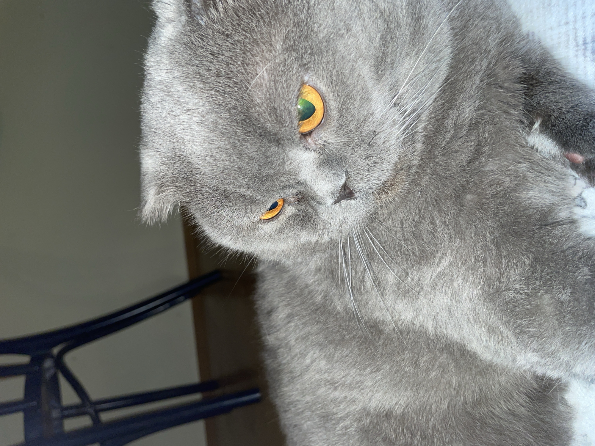 A gray cat with yellow eyes is shown in a close-up shot. The cat has short, folded ears and a dense coat of fur. A black chair with metal legs is in the lower left corner of the frame. The location and city are unknown.