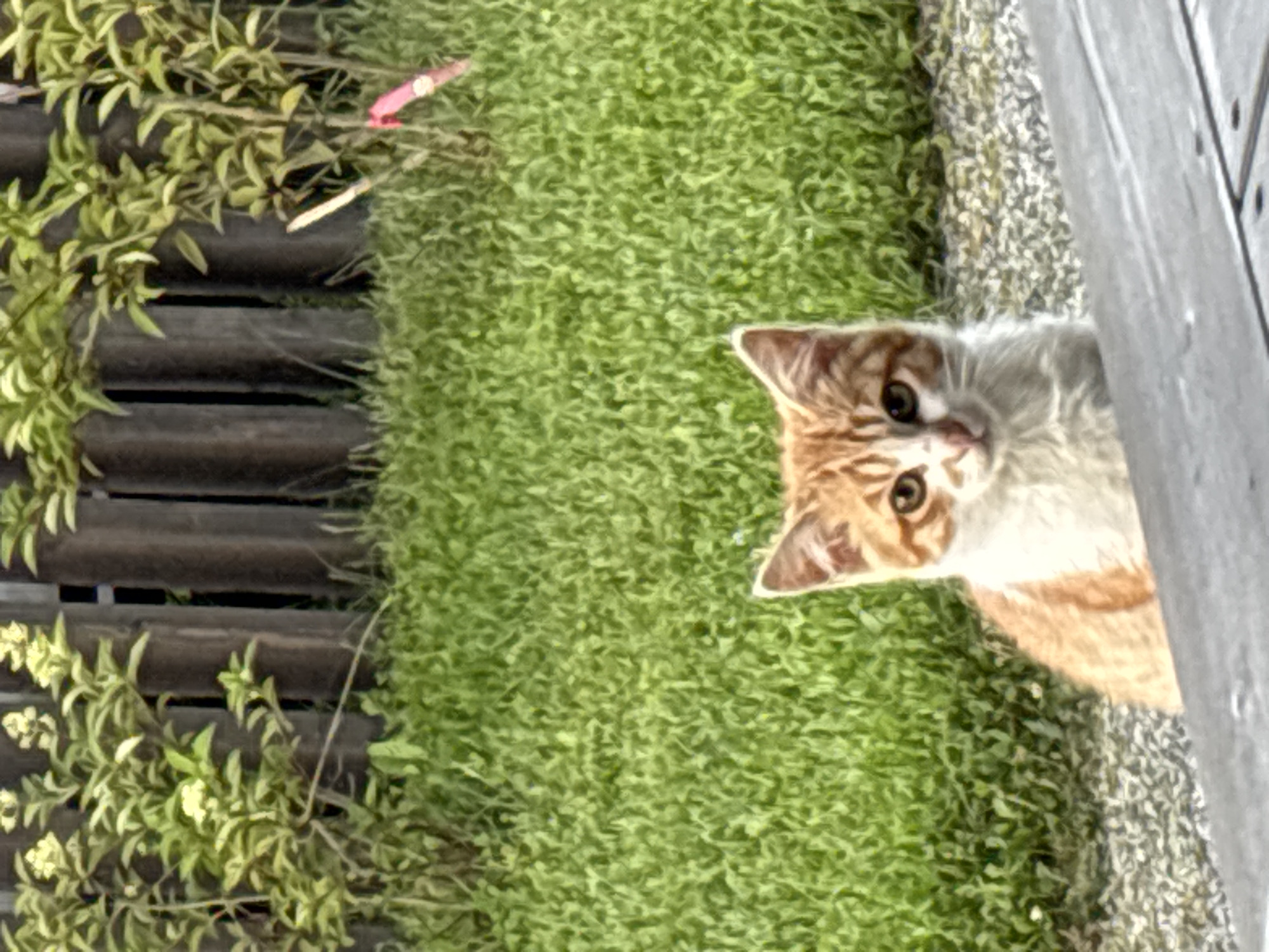 A young, ginger and white cat with green eyes looks directly at the camera, peeking over a wooden surface. The cat is positioned in the foreground, with lush green grass behind it. In the background, a wooden fence and some green foliage are visible. The scene appears to be outdoors, possibly in a garden or backyard. There is no indication of the city of Zvenigorod, Russia.