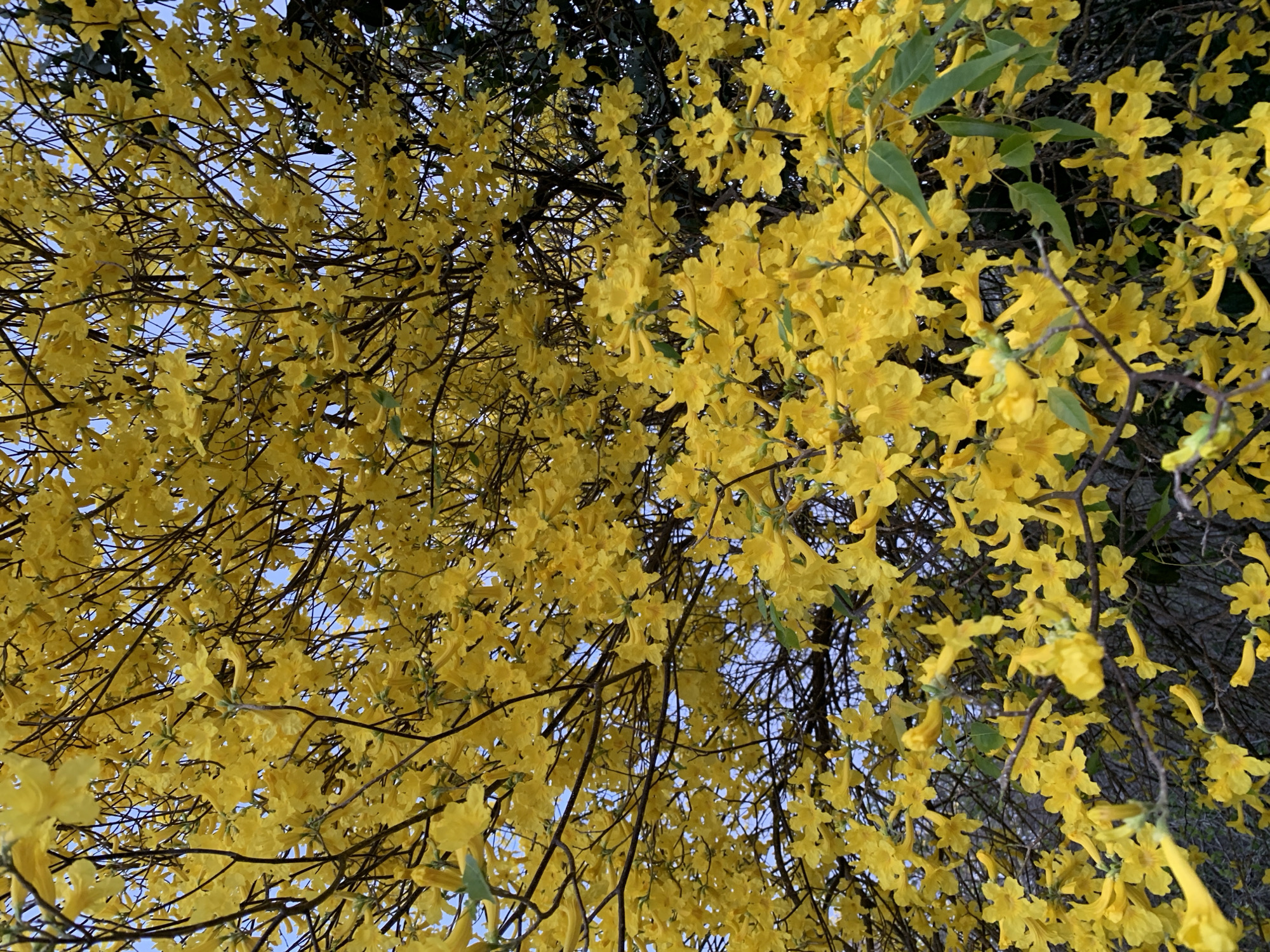 The image captures an upward perspective of a tree heavily laden with vibrant yellow, trumpet-shaped flowers. The blossoms are dense, creating a canopy of bright color against a light blue sky, visible in scattered patches through the intricate network of dark, bare branches. A few clusters of green leaves are intermingled with the flowers, particularly on the right and upper-left sides of the frame, providing a subtle contrast to the dominant yellow. The tree appears to be in full bloom, with almost every visible branch tip adorned with flowers. The natural lighting suggests a daytime setting with clear weather. Given the location context of Santa Ana, Venezuela, these flowers strongly resemble those of the Araguaney tree (Handroanthus chrysanthus), Venezuela's national tree, which is renowned for its striking yellow blooms, often appearing before the leaves emerge. No people, objects other than the tree, or visible text are present in the image.