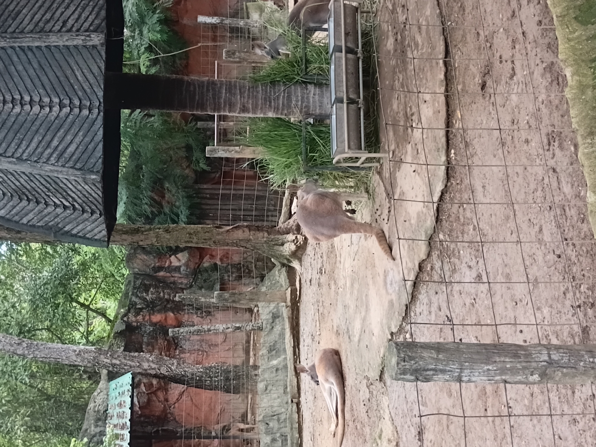 A medium shot shows kangaroos in an outdoor enclosure at what appears to be a zoo or wildlife sanctuary. In the foreground, a kangaroo lies on its side on the dirt ground, stretching its hind legs out. Behind it, another kangaroo stands with its back to the camera, its tail curved. To the right, a third kangaroo is partially visible, facing towards a feeding trough filled with grass. The enclosure is surrounded by a wire fence. In the background, a rocky cliff face with some greenery and trees can be seen. A wooden structure, possibly a shelter, stands near the feeding trough. The lighting suggests it is daytime, with diffused sunlight filtering through the trees. The scene is likely located in a naturalistic enclosure designed to mimic the kangaroos' natural habitat.