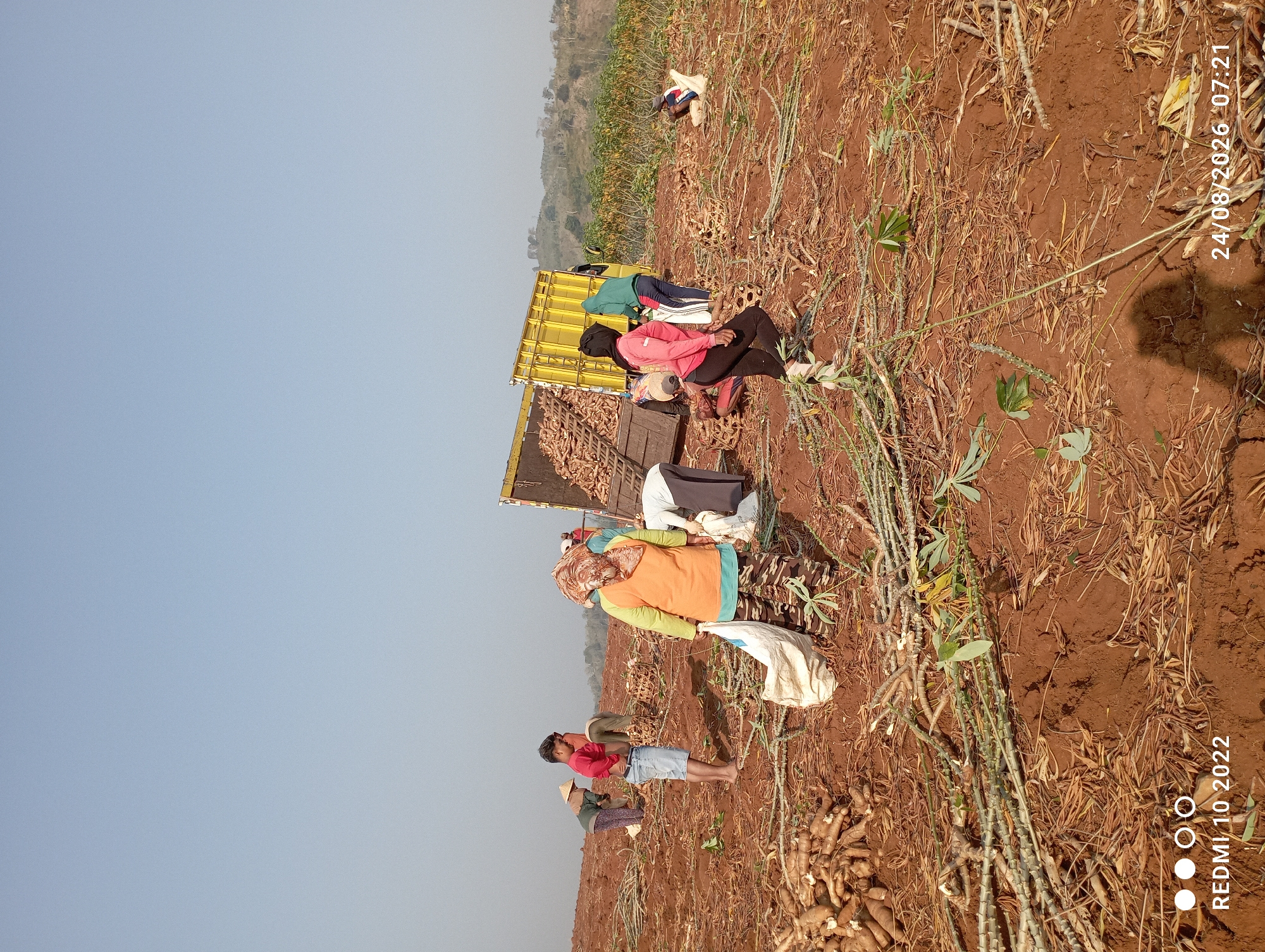 This image depicts a cassava harvesting scene in a rural area, possibly the village of Gandik, Indonesia, given the provided context. The ground is dry and reddish-brown, indicative of cultivated soil. Numerous cassava tubers are visible on the ground, along with harvested cassava stems and leaves scattered across the field.
Several individuals, appearing to be laborers, are engaged in the harvest. Some are wearing casual clothing, while others have head coverings or vests. One person in the foreground wears a bright orange vest and camouflage pants, holding a white sack. Another individual in a red shirt and blue shorts stands barefoot. In the background, a yellow truck is partially visible, loaded with cassava tubers. Several people are actively working around the truck, loading or organizing the harvest. The sky is clear and pale blue, suggesting a sunny day. The overall environment is an open, hilly agricultural field. The timestamp at the bottom right indicates the photo was taken on 24/08/2026 at 07:21. The bottom left corner displays "REDMI 10 2022", likely the device used to capture the image.