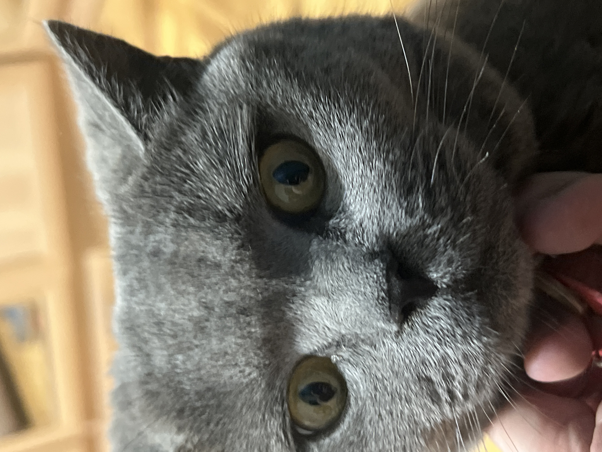 This is a close-up, vertical, eye-level shot of a domestic cat, likely a British Shorthair due to its grey fur and round features. The cat's face is the primary subject, filling most of the frame. Its fur is a short, dense grey, with lighter grey fur around its eyes and mouth, and some white whiskers visible. The cat has large, round eyes with a yellowish-green iris and dark pupils. One ear is visible in the upper left corner, also grey with lighter fur along the edge. In the lower right corner, a person's hand is visible, gently touching the cat's face, suggesting an interaction or petting. The background is softly blurred, showing warm, yellowish tones which appear to be wooden furniture or paneling, and possibly some out-of-focus shelves or objects. There are no discernible indicators of time of day or weather. The overall impression is one of a calm and affectionate moment between a person and their pet. The context of Sochi, Russia, does not provide any specific visual cues within the image itself. There is no visible text in the image.