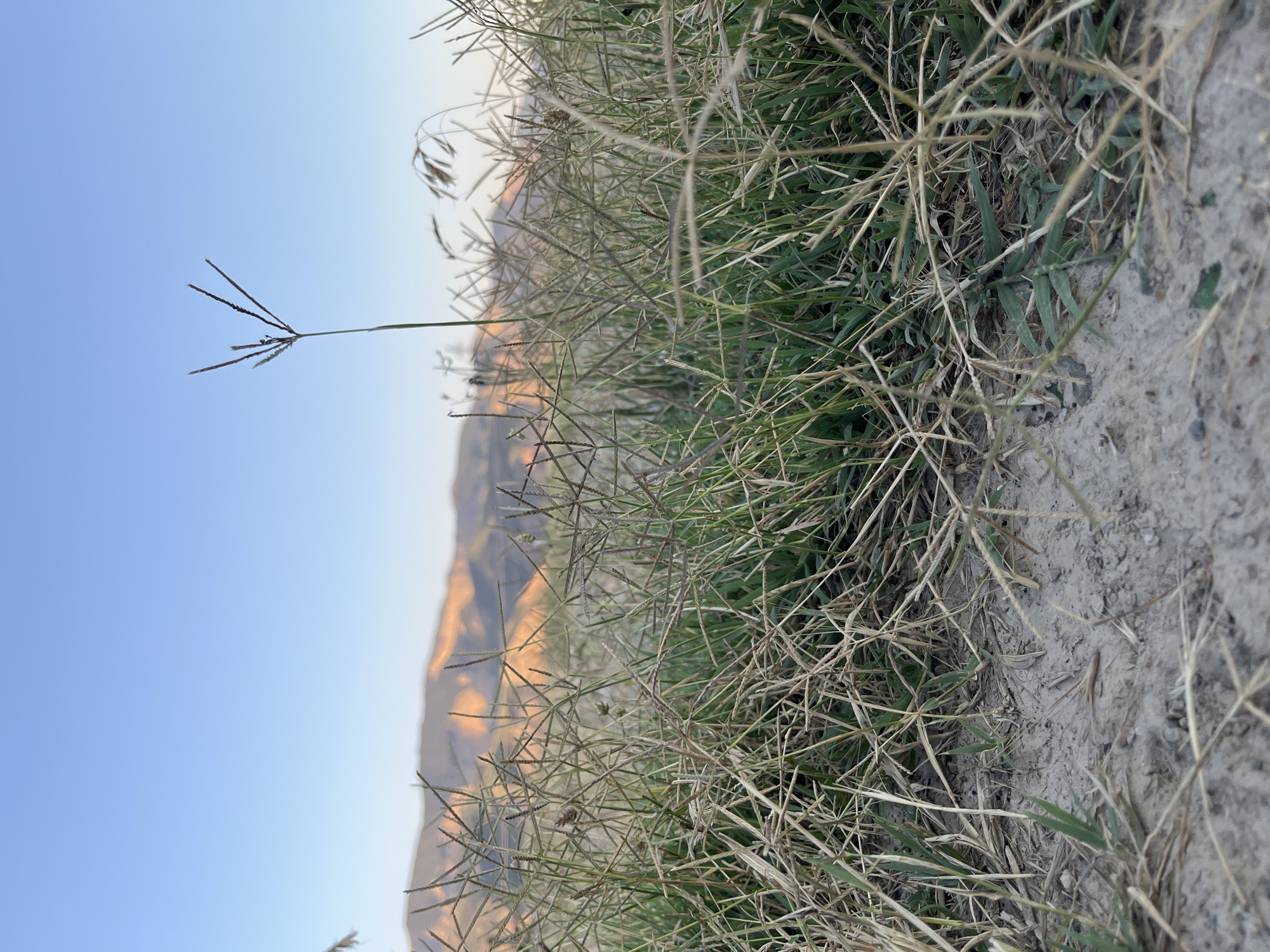 A low-angle shot captures a field of dry and green grass with a single stalk of grass prominently featured in the center of the frame, reaching towards a clear blue sky. In the background, the sun illuminates the tops of mountains with warm hues of orange and yellow. The foreground is dominated by the dry grass and dirt path, with hints of green grass beneath. The scene appears to be set in a rural or natural area, possibly on the outskirts of Mailuu-Suu City, Kyrgyzstan, given its geographical context. There are no people or animals visible in the image, and no actions or interactions are taking place. The focus is on the texture and interplay of light and shadow on the vegetation and the surrounding landscape.