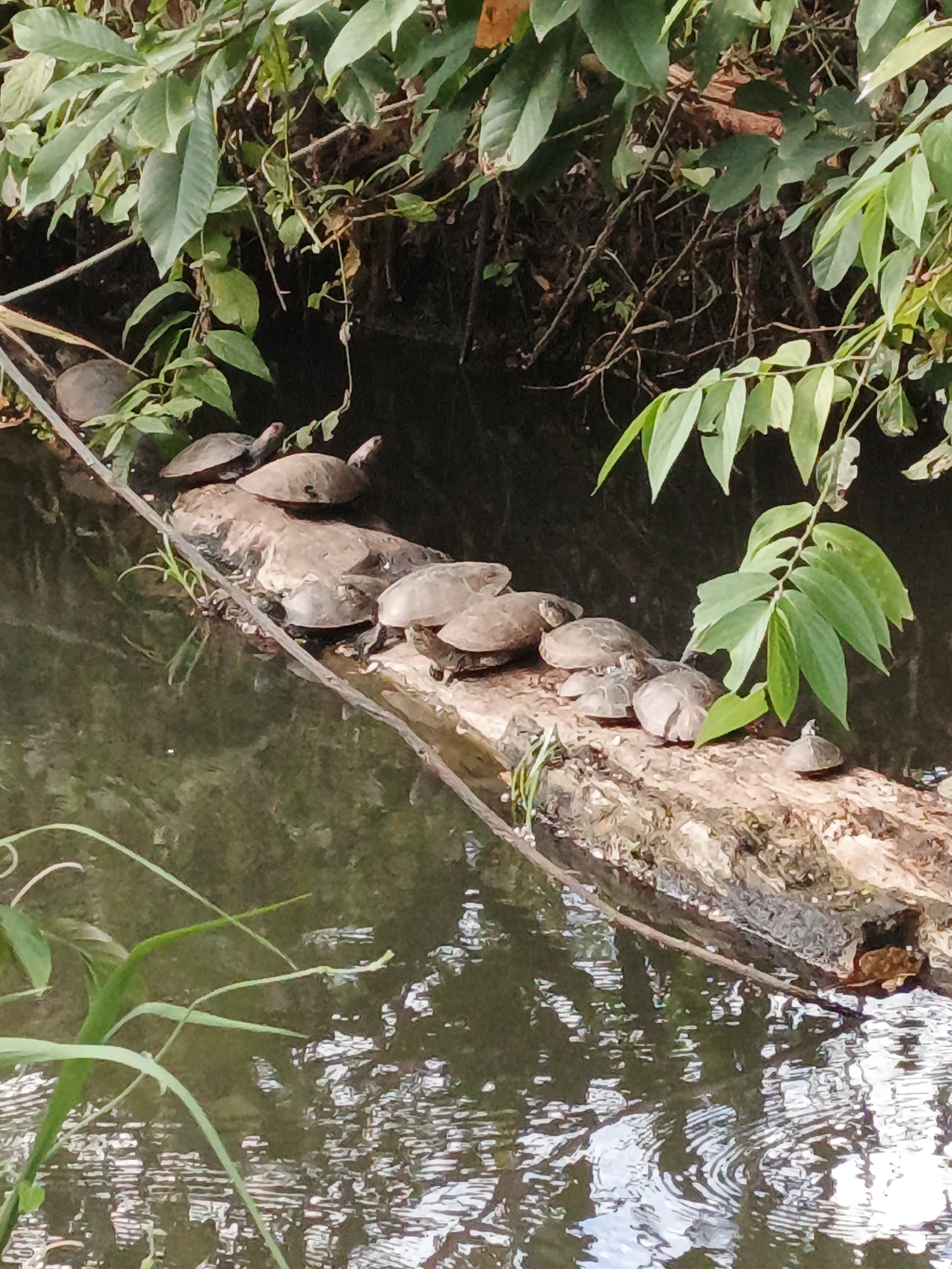A medium-angle, full daylight shot shows a group of turtles basking on a log floating in water, with foliage surrounding the scene.
The focal point is the log, which runs horizontally across the middle of the frame. A colony of turtles, numbering around twelve or more, are scattered across it, some clustered together and others spaced out. The turtles are brownish-grey, and their shells vary in size.
The log is surrounded by water that reflects the sky and the surrounding vegetation. The water appears slightly murky.
The background consists of dense foliage, with various shades of green. Some leaves are larger and rounder, while others are fern-like in appearance. Some leafy branches hang over the water's edge, partially obscuring the turtles.
The shot gives the sense of a natural, undisturbed habitat for these creatures.