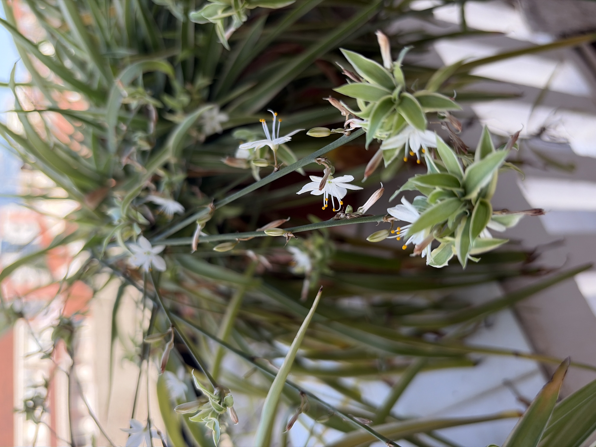 The image is a close-up, macro photograph of a spider plant (Chlorophytum comosum) with small white flowers and plantlets. The plant is in focus, with its green and white variegated leaves and delicate white blossoms. The background is blurred, showing hints of red and orange structures, possibly a building facade, and a light blue sky. There is also a white railing visible in the lower right portion of the image. The setting appears to be outdoors, likely on a balcony or terrace, with natural light illuminating the plant. The image does not contain any people or specific identifiable landmarks of Budva, Montenegro.