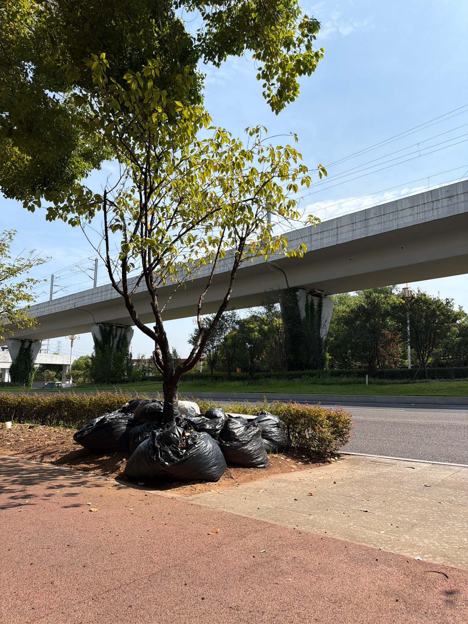 The image depicts an outdoor scene in Jiangjin, China, likely near a road and an elevated structure. In the foreground, several large black trash bags are piled at the base of a small, bare-branched tree. The ground around the tree is covered with dirt and fallen leaves. Adjacent to the trash bags is a sidewalk, with a reddish-brown textured surface to the left and a lighter gray concrete surface to the right. A low-lying bush with reddish-brown leaves borders the sidewalk and road.
In the background, an elevated concrete structure, likely part of an overpass or elevated railway, spans across the image. The structure is supported by large, pillar-like columns, some of which are partially covered in green vines. Beyond the elevated structure, trees and vegetation form a dense green backdrop. Overhead, a bright blue sky with scattered white clouds is visible, with thin power or signal lines running horizontally across the upper portion of the frame. A road is visible to the right of the bushes, with a white line marking the edge. The overall impression is of an urban or suburban environment with elements of infrastructure and landscaping.