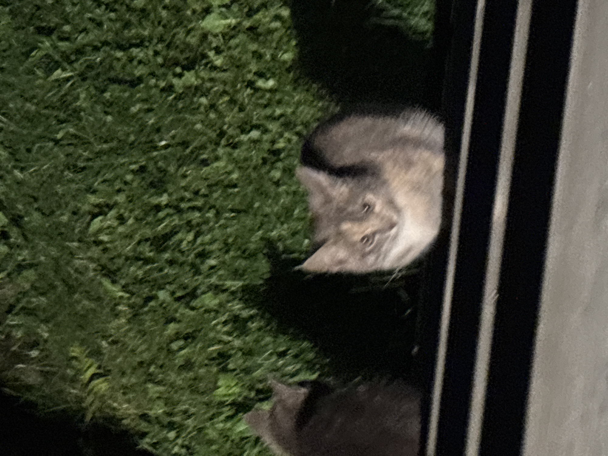 This is a nighttime outdoor photograph featuring two cats sitting on a dark horizontal surface, possibly a ledge or a low wall. Behind them is a dense, dark green foliage. To the left, a darker gray cat is partially visible, facing away from the camera. To the right, a calico cat is facing forward, its eyes are open and directed towards the camera. The calico cat has patches of brown, white, and gray fur. The lighting suggests artificial light sources are present, casting shadows. The environment appears to be a garden or a natural area within a residential setting. The location within the city of Zvenigorod, Russia is not identifiable from the image.
