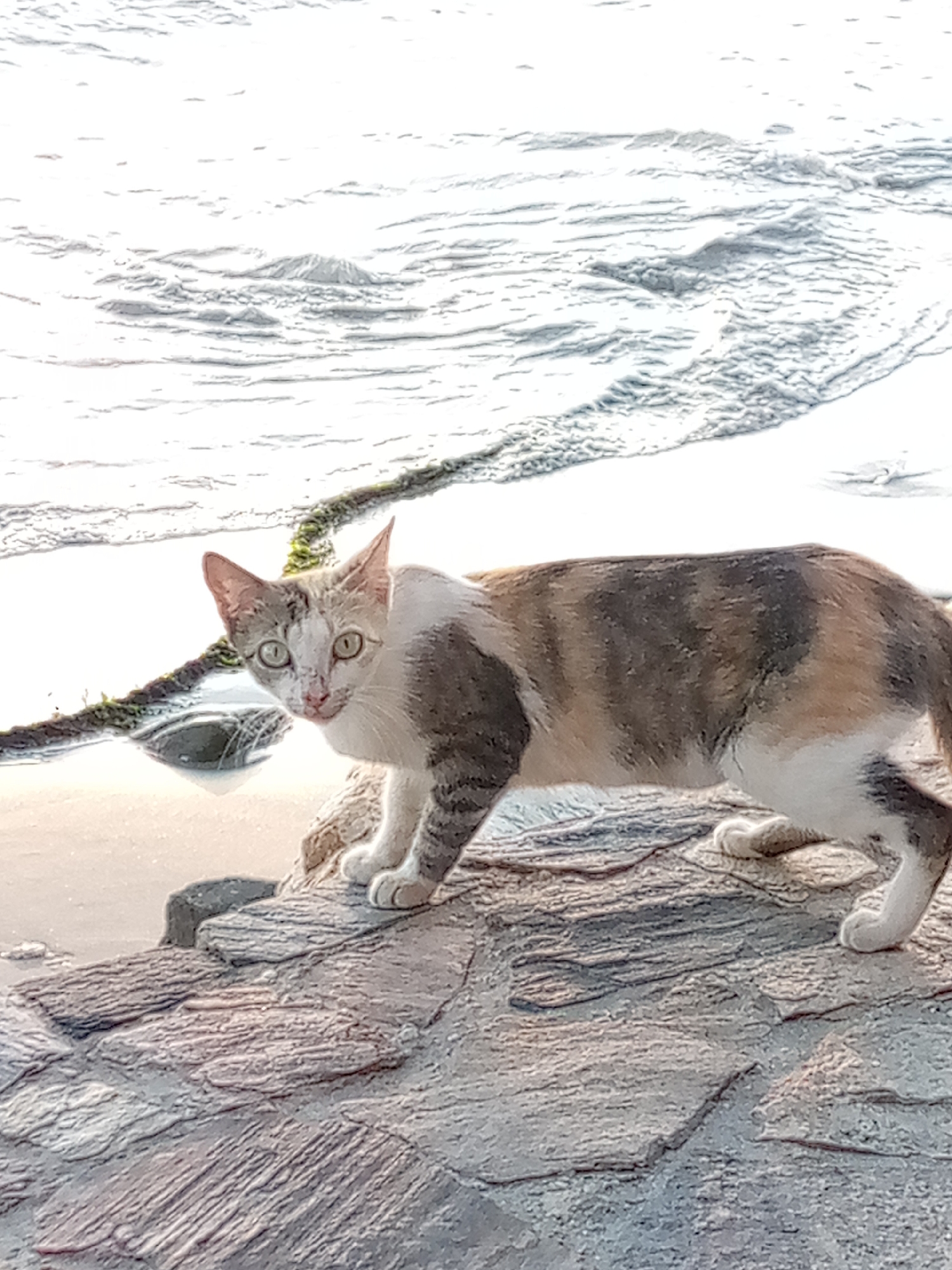 A calico cat stands on a rocky shoreline in Juan Griego, Venezuela. The cat is facing the viewer with a wary expression. Behind the cat is a body of water. The water appears choppy. A dark cable is partially submerged in the water. The rocks that the cat is standing on have a variety of crevices.