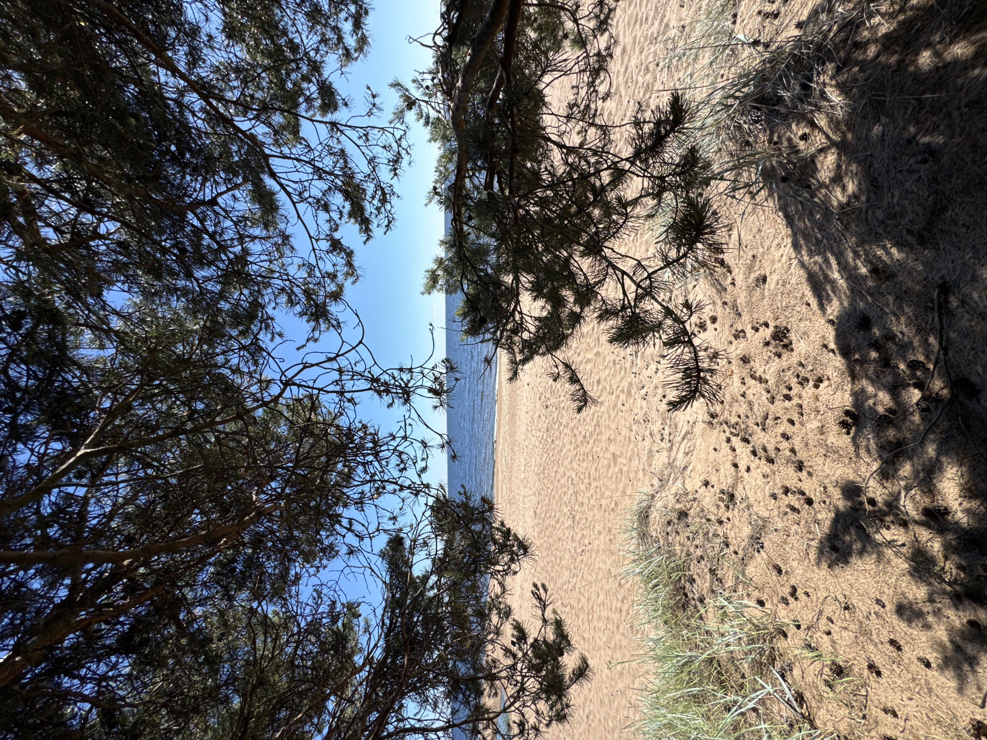 This media file depicts a beach scene in Zelenaya Roshcha, Russia, with pine trees framing the view. The sand is light brown and appears to be a beach, with the sea visible in the background. The water is calm and reflects the clear blue sky. Pine needles and cones are scattered on the sand, indicating the presence of pine trees nearby. The scene is illuminated by bright sunlight, casting dappled shadows from the pine branches onto the sand, suggesting it is daytime, likely mid-morning or afternoon. There are no people or specific objects visible, focusing solely on the natural environment. The overall impression is one of a peaceful and natural coastal landscape.