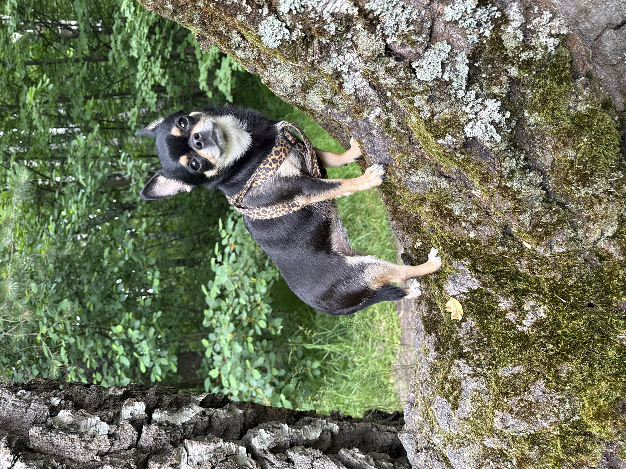 A small black and tan chihuahua dog is perched on the side of a large tree trunk, looking up and to the left with its head tilted. The dog is wearing a leopard-print harness. Its paws are gripping the textured bark of the tree, which is covered in patches of green moss and grey lichen. In the background, out of focus, is a lush green forest with dense foliage. The lighting suggests it is daytime, possibly overcast. The scene conveys a sense of a dog enjoying an outdoor activity in a natural setting. There is no visible text in the image.
