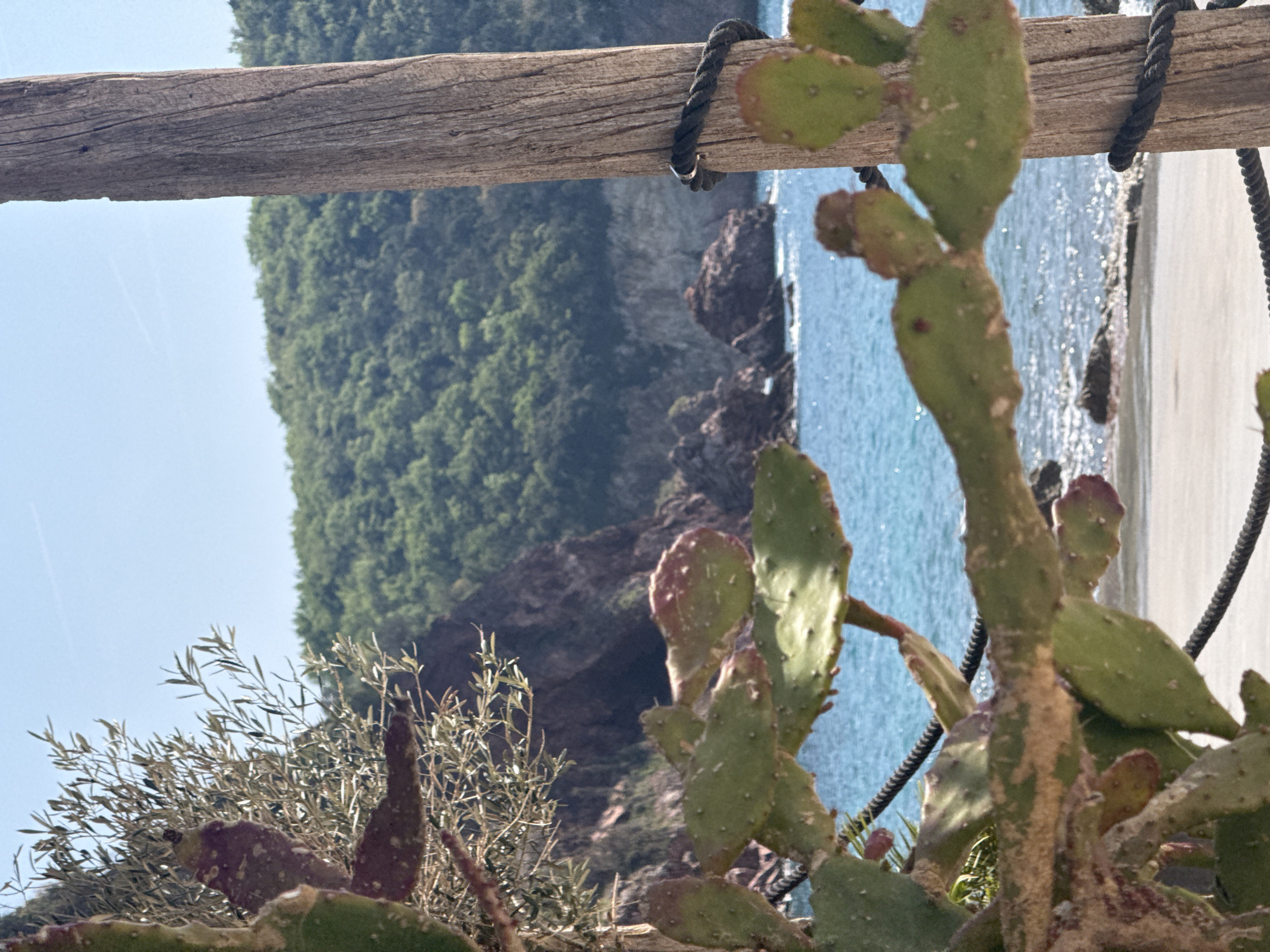 This media file is a vibrant, sunlit photograph, presented rotated 90 degrees clockwise. A weathered, roughly textured wooden beam runs vertically across the upper third of the frame. A dark, thick rope is secured around this beam near the upper right corner.
Dominating the right side of the image is a prickly pear cactus, with multiple green, paddle-shaped pads, some displaying reddish tinges. Other green foliage with slender leaves, possibly olive branches, is visible in the lower-left corner.
Behind these foreground elements, the background reveals a scenic landscape. A bright, sparkling blue body of water, likely the sea, stretches across the middle of the frame, with a narrow strip of sandy or pebbly shore visible to its left. Further left, rugged, dark cliffs rise, densely covered with lush green trees and bushes. A clear, light blue sky occupies the far-left portion of the image, with a faint contrail visible.
The scene suggests a sunny, clear day in a warm, coastal environment. There are no people or visible text in the image. The overall impression is one of natural beauty and tranquility.