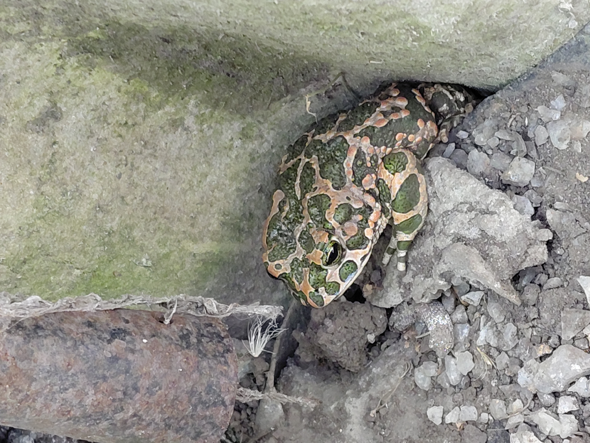 A green and brown toad with orange spots is camouflaged amongst rocks and what appears to be a moss-covered wall in an outdoor setting. The toad is positioned to the right of the image, nestled in a crevice. To its left, a rusty, cylindrical object is visible, with a white, fibrous material attached to it. The ground is covered in small stones and dirt. The environment suggests a natural or overgrown urban space.